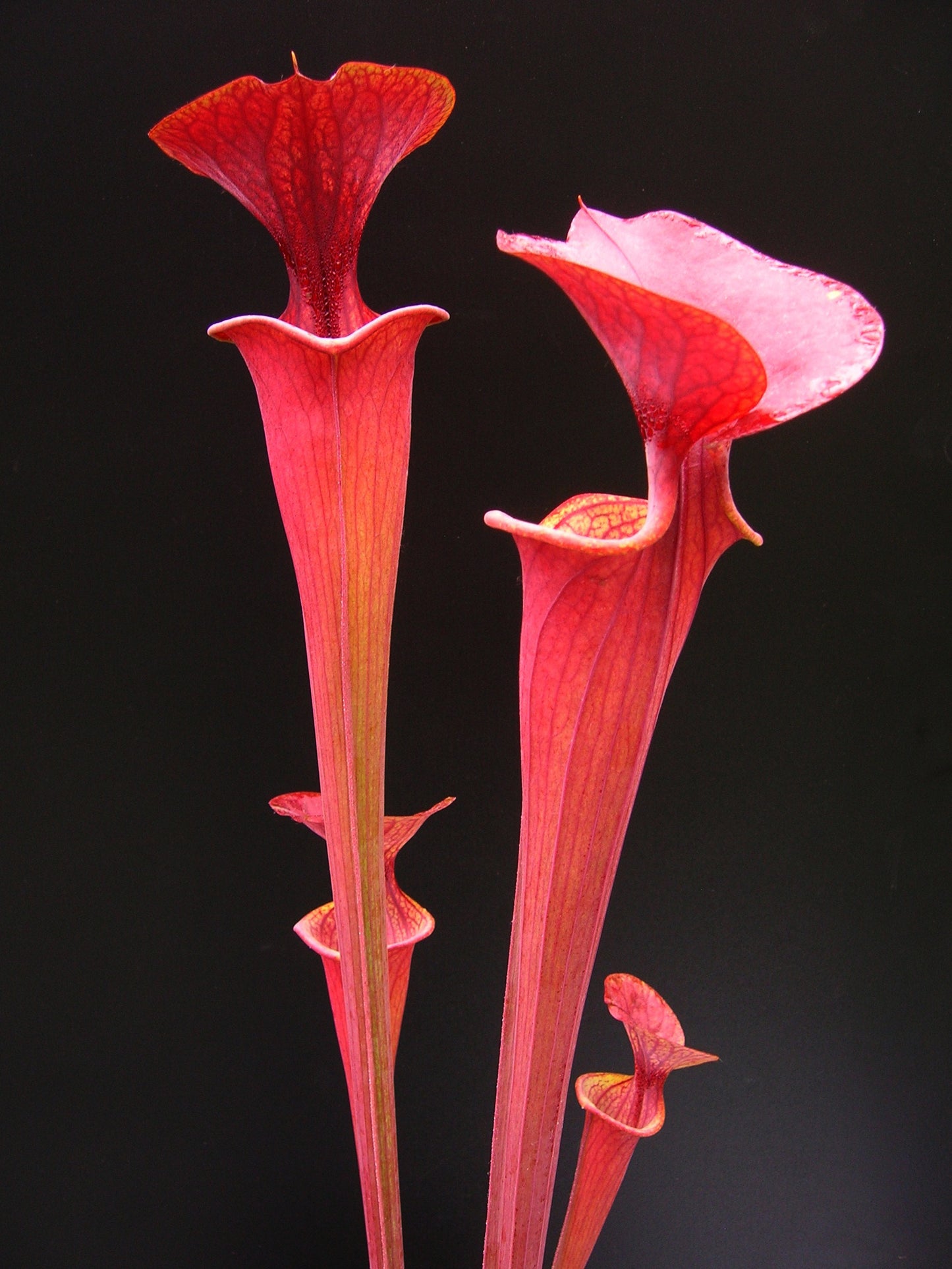 Sarracenia flava var. atropurpurea Black water state forest (D.K.)