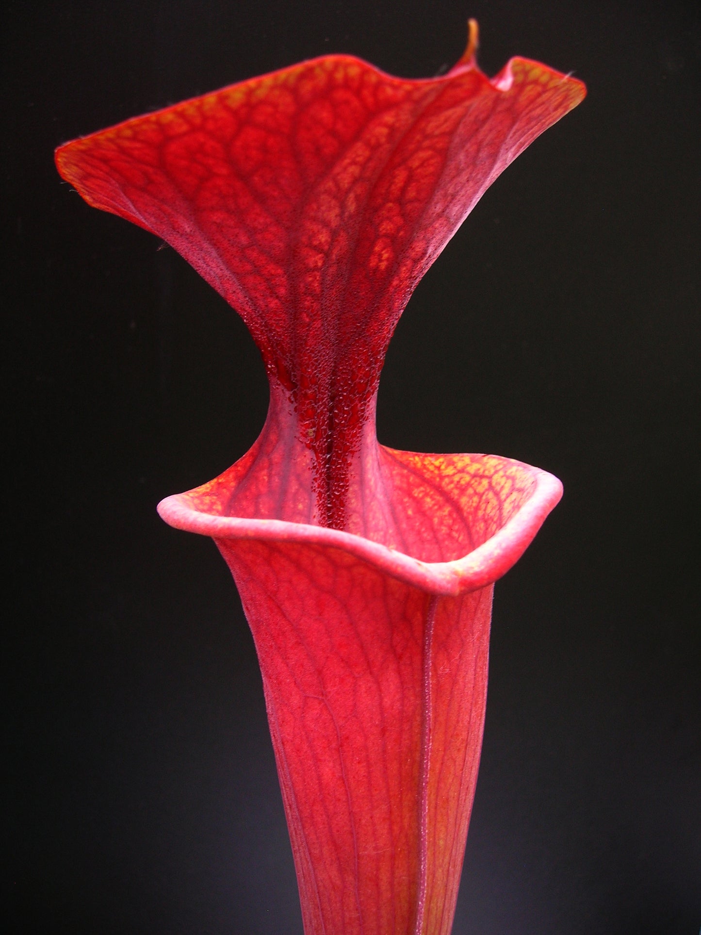 Sarracenia flava var. atropurpurea Black water state forest (D.K.)