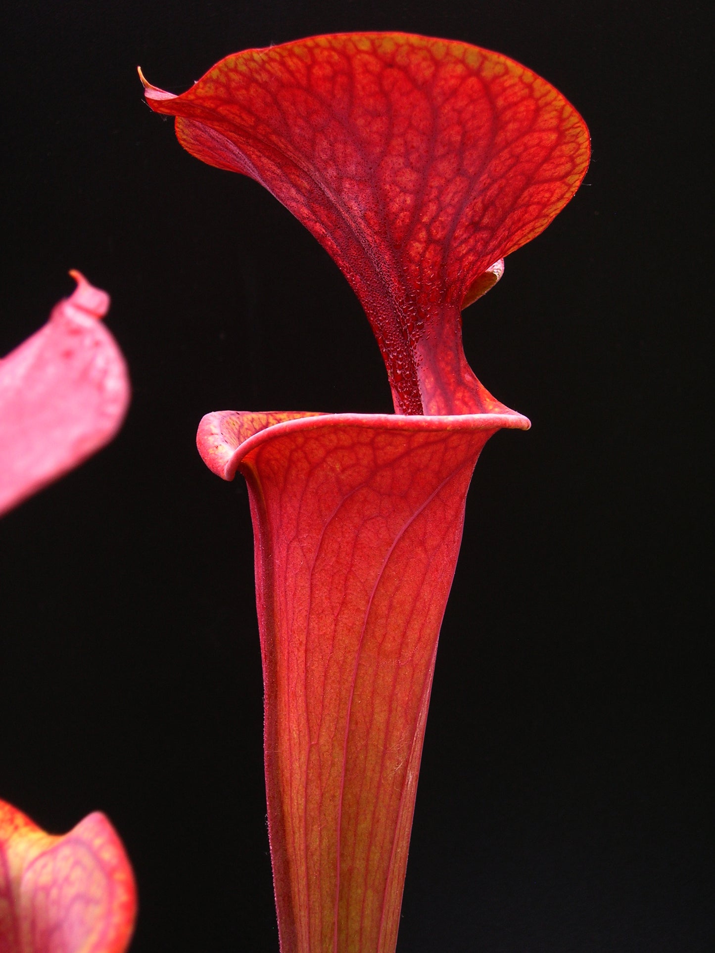 Sarracenia flava var. atropurpurea Black water state forest (D.K.)