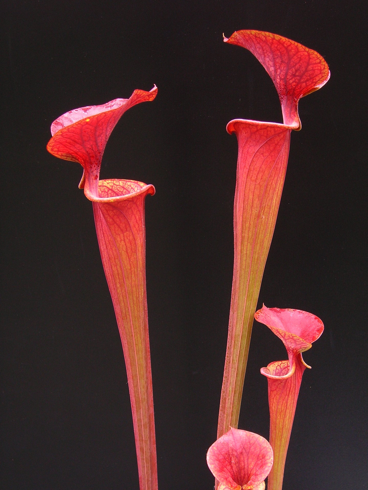 Sarracenia flava var. atropurpurea Black water state forest (D.K.)