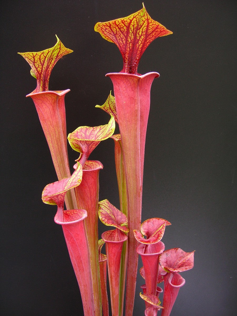 Sarracenia flava var. atropurpurea   Sandy Bay P.W.