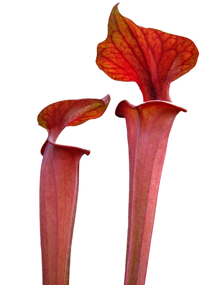 Sarracenia flava var. atropurpurea Bay County
