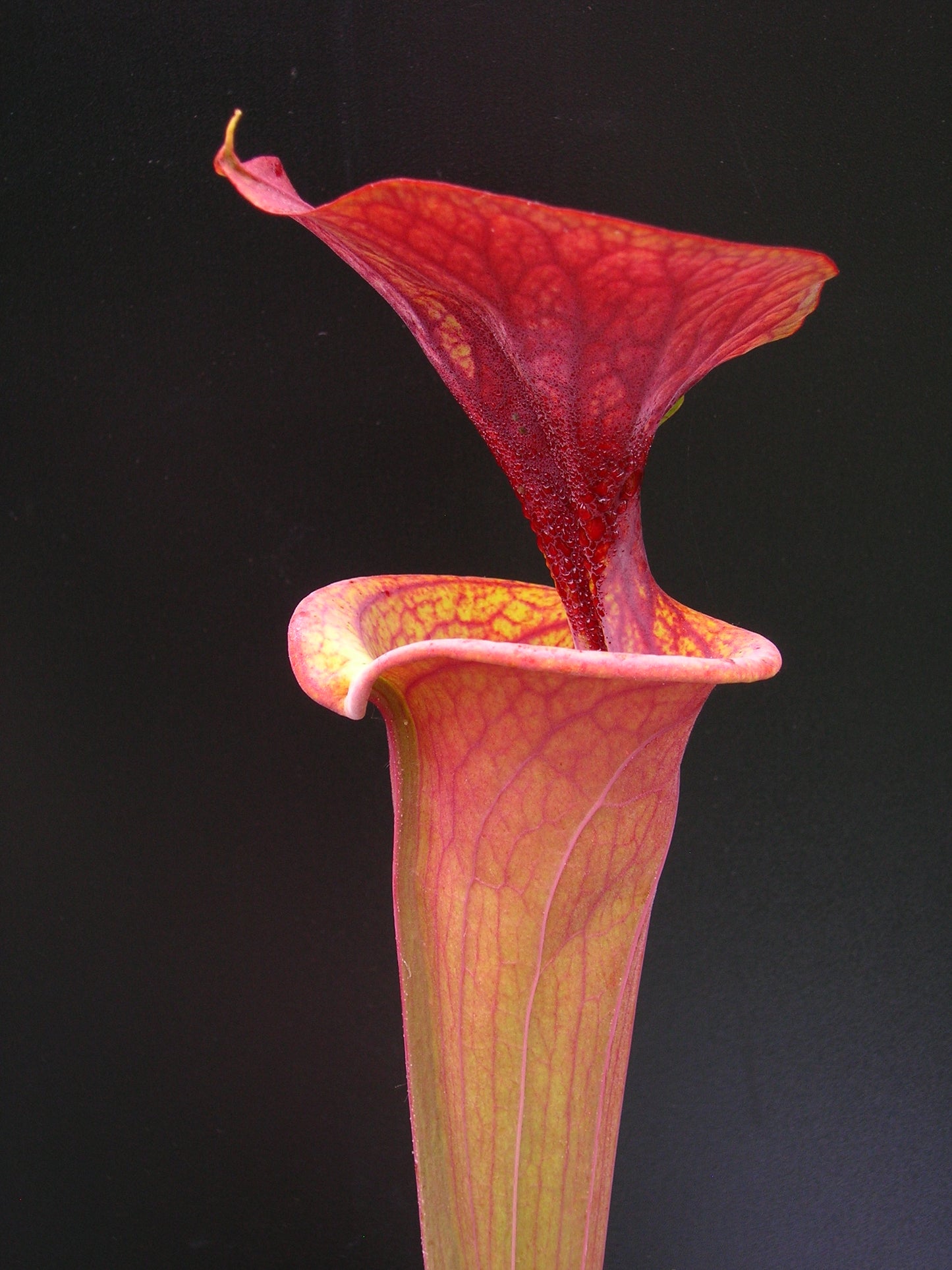 Sarracenia flava var. atropurpurea ipf96 A.Selwin
