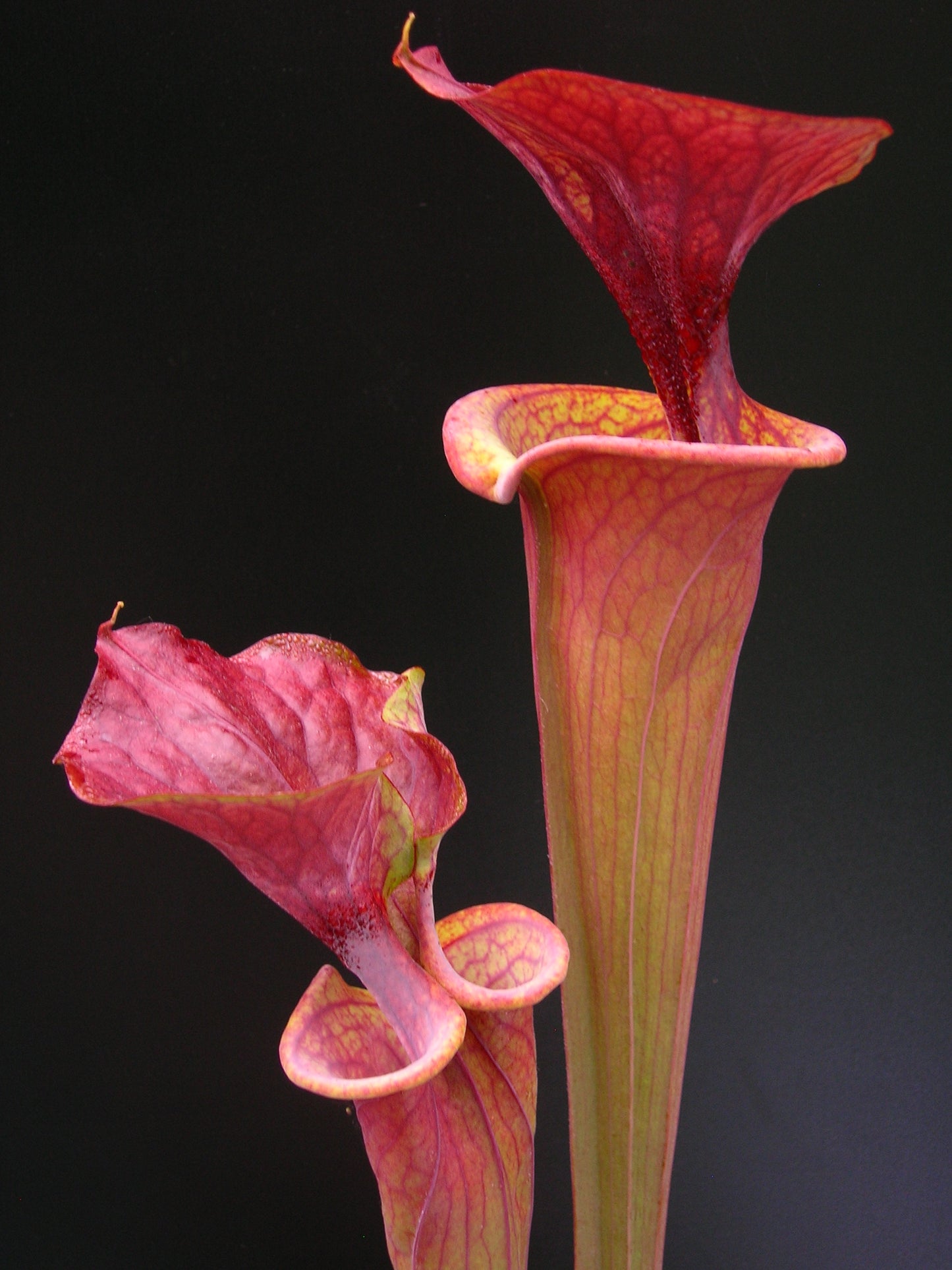 Sarracenia flava var. atropurpurea ipf96 A.Selwin