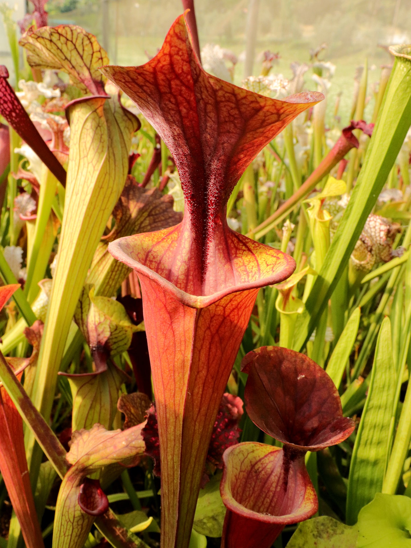 Sarracenia flava var. atropurpurea   Sandy Bay P.W.