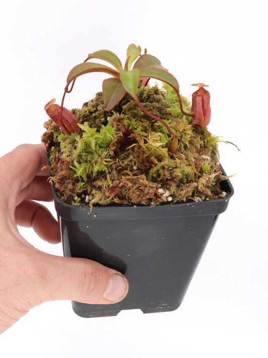 Nepenthes attemboroughii   Victoria Peak, Palawan, Philippines