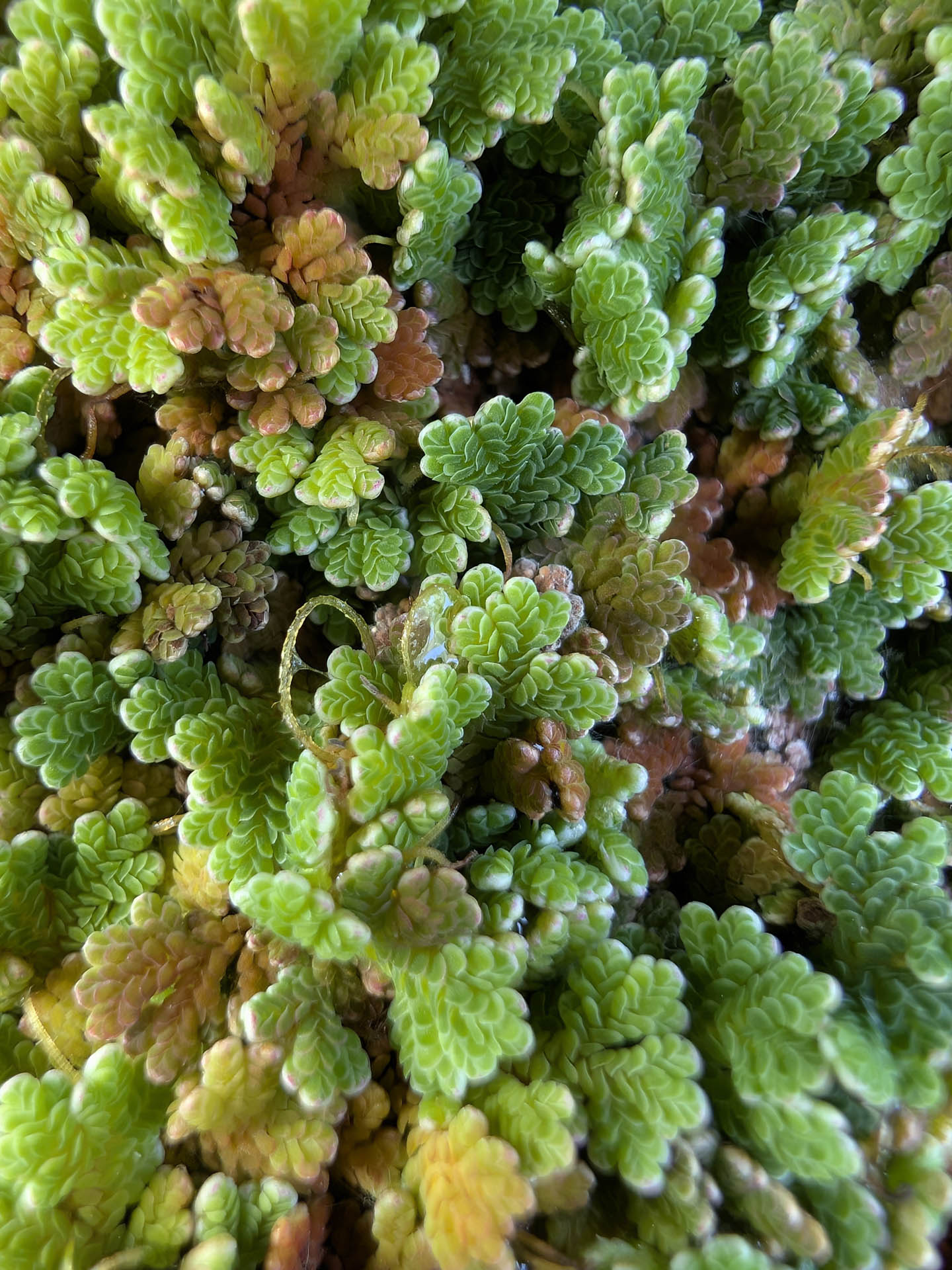 Azolla caroliniana - Floating plant