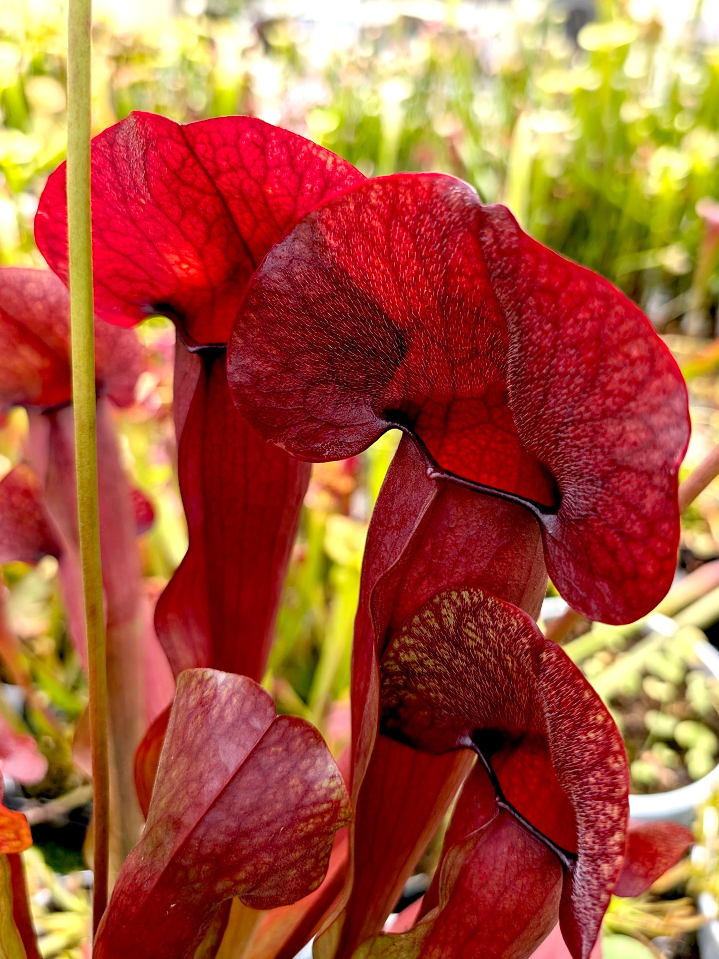 Sarracenia "Barba"