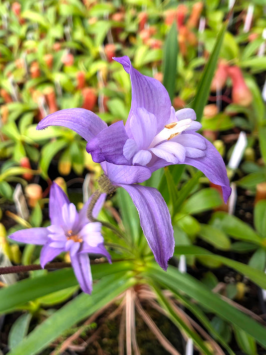 Barbacenia celiae   Serra do Tepequem, Roraima, Brazil