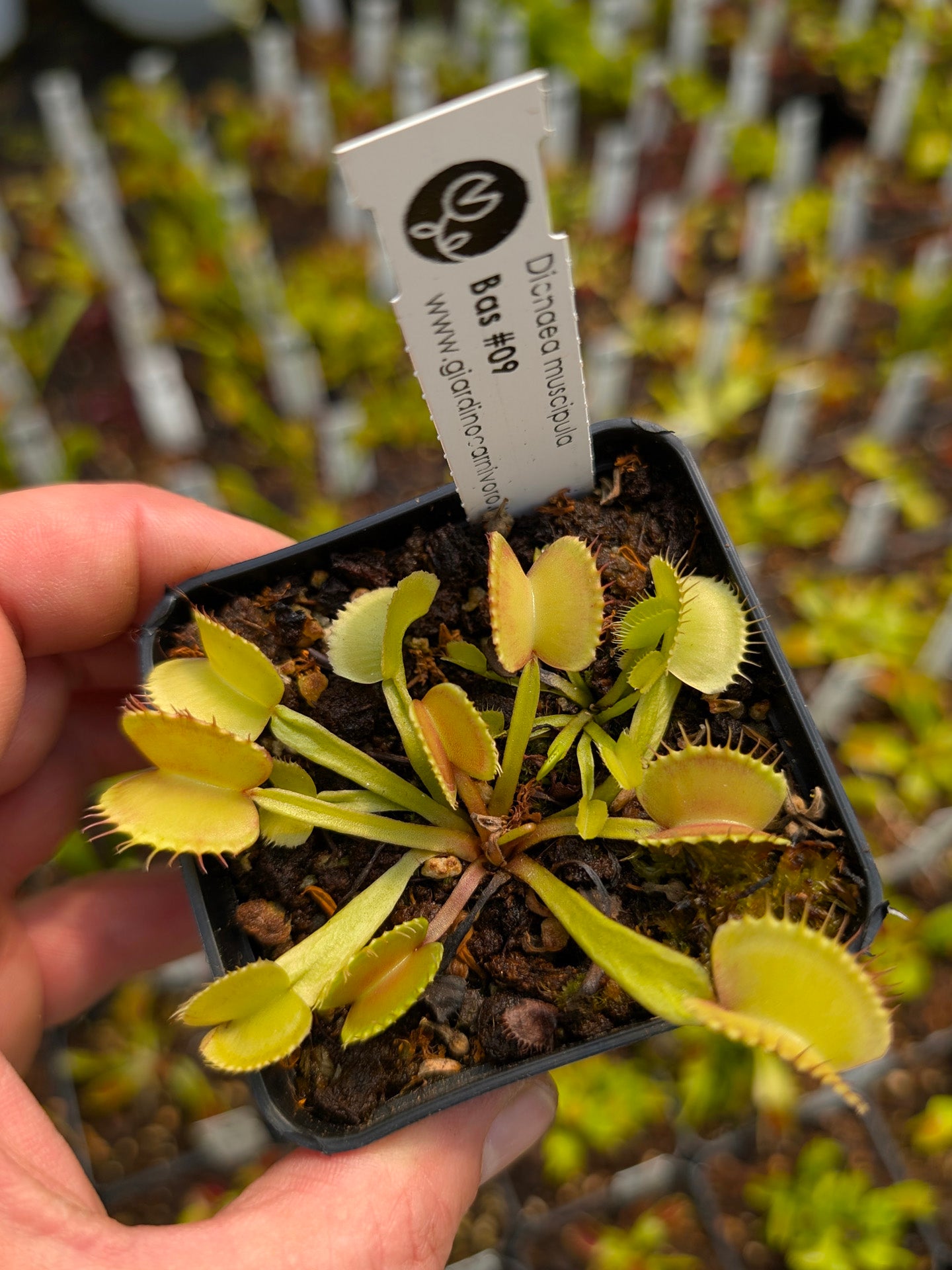 Dionaea muscipula Bas #09