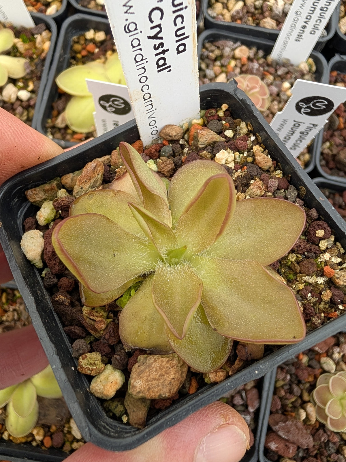 Pinguicula CV 'BCP Crystal'