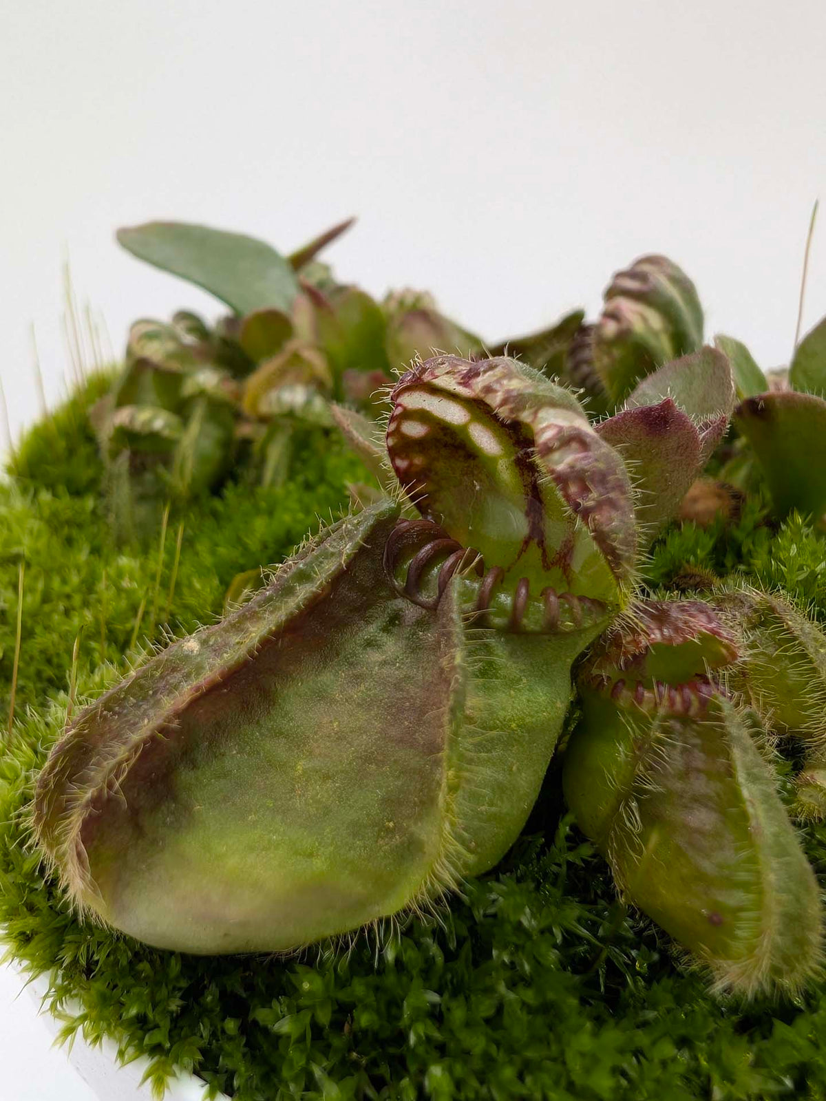 Cephalotus follicularis "BCP Vigorous Clone"