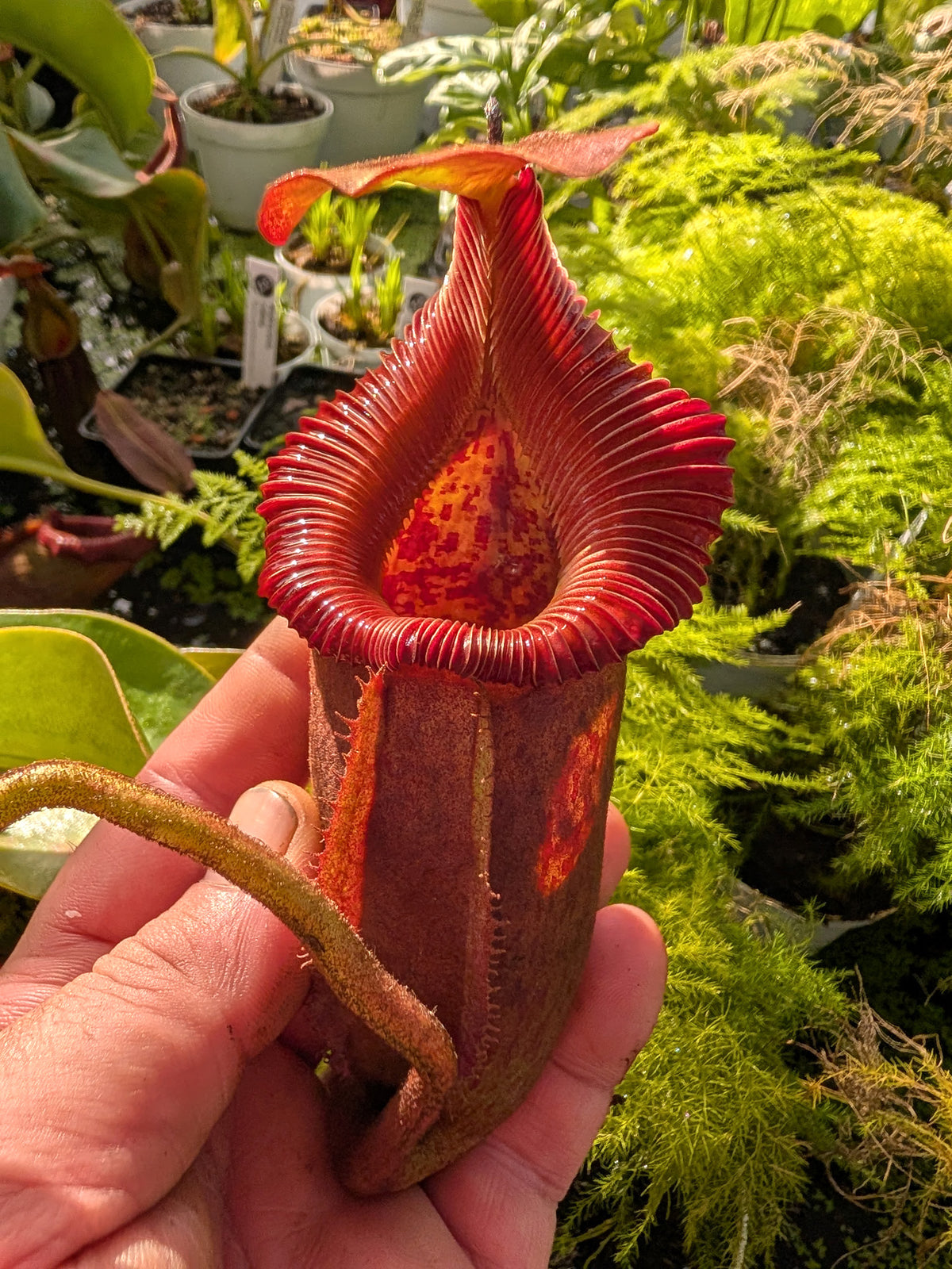 Nepenthes villosa x robcantleyi BE-4079