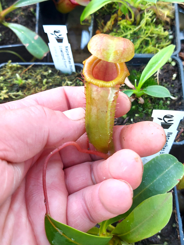 N. x burkei x flava BE-4046