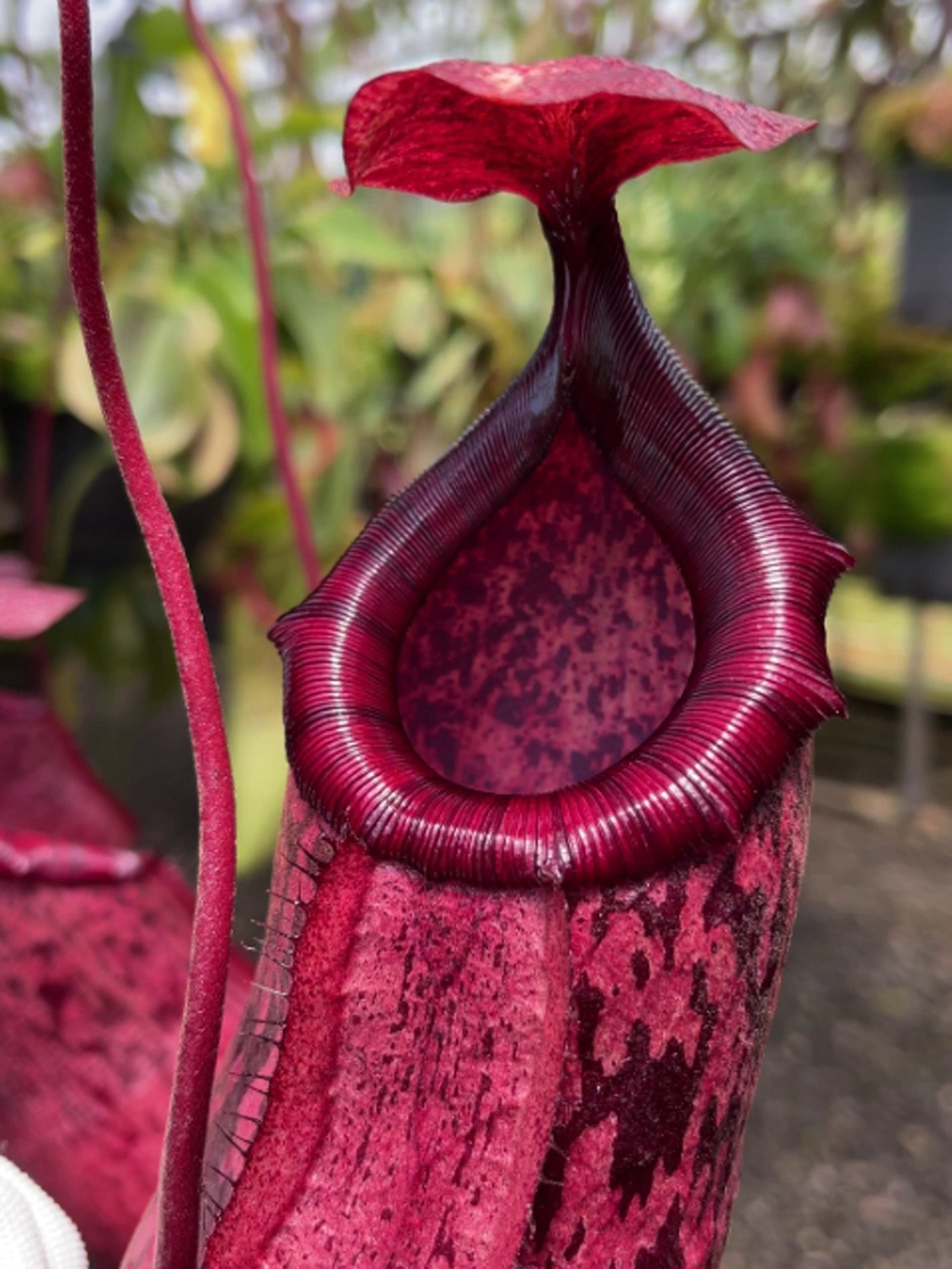 Nepenthes sibuyanensis x peltata BE-4532