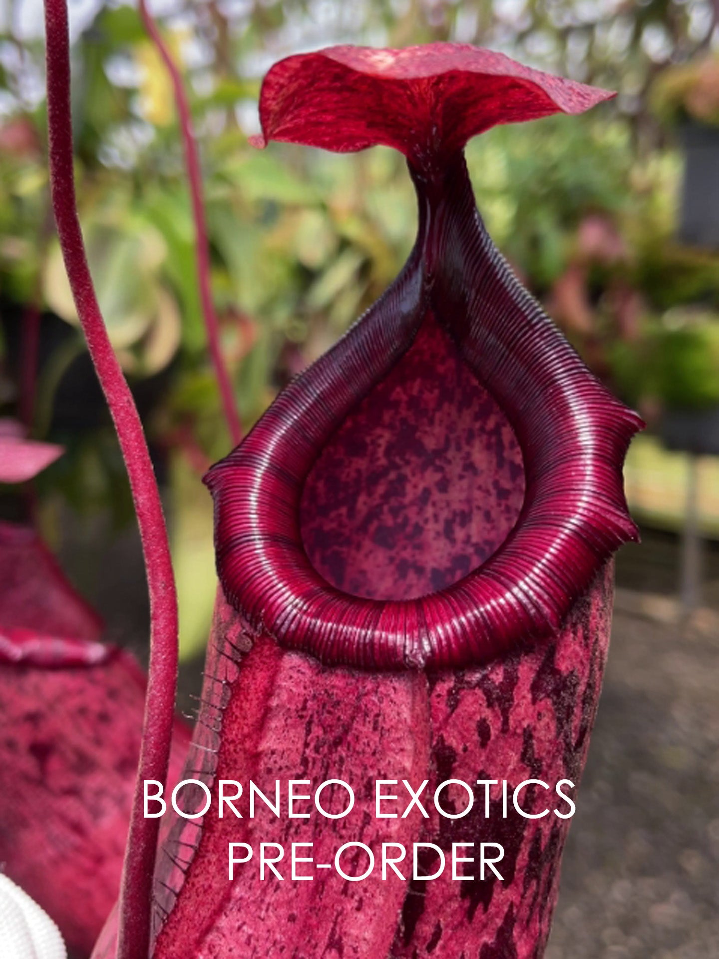Nepenthes sibuyanensis x peltata BE-4532