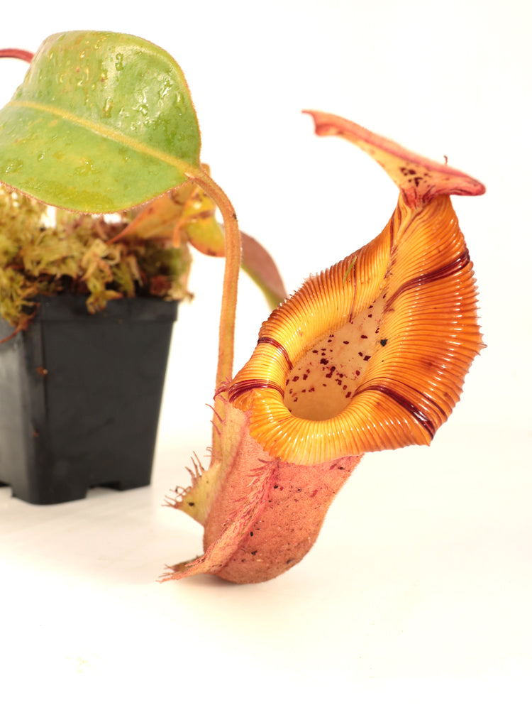 Nepenthes veitchii x (burbidgeae x edwardsiana) BE-4053 Different Clones