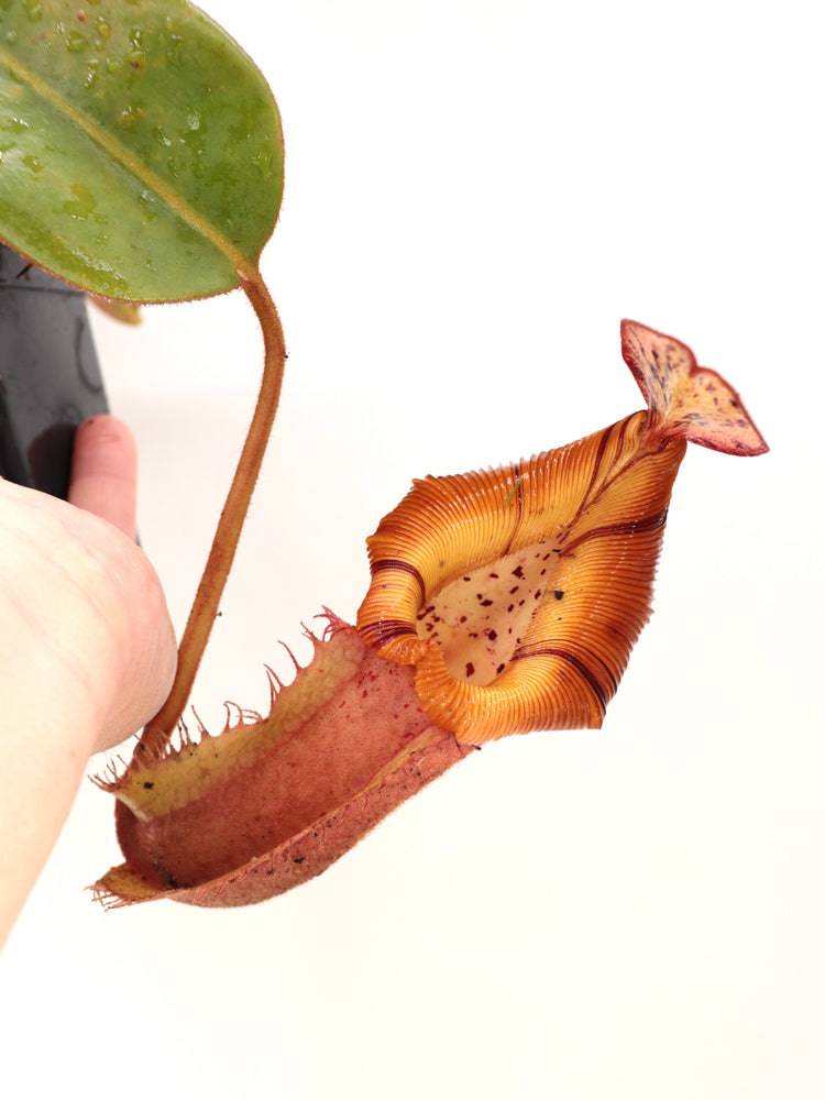Nepenthes veitchii x (burbidgeae x edwardsiana) BE-4053 Different Clones