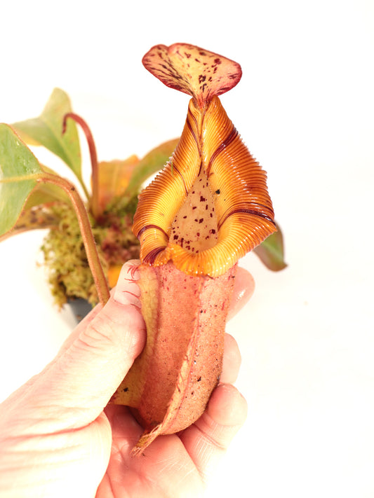 Nepenthes veitchii x (burbidgeae x edwardsiana)   BE-4053  Different Clones