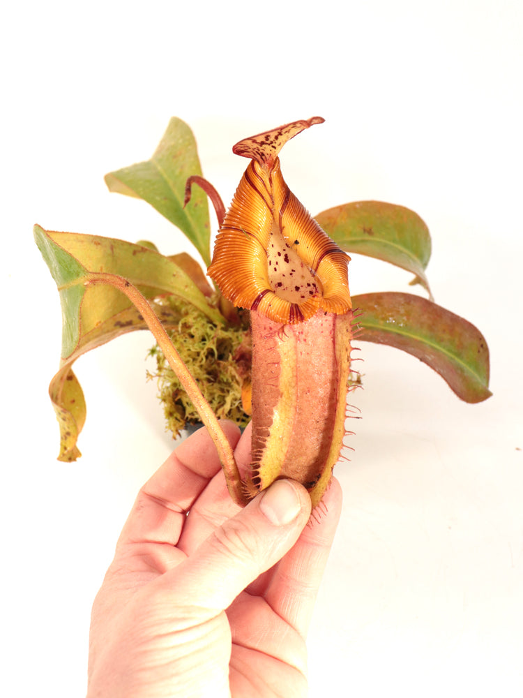 Nepenthes veitchii x (burbidgeae x edwardsiana) BE-4053 Different Clones