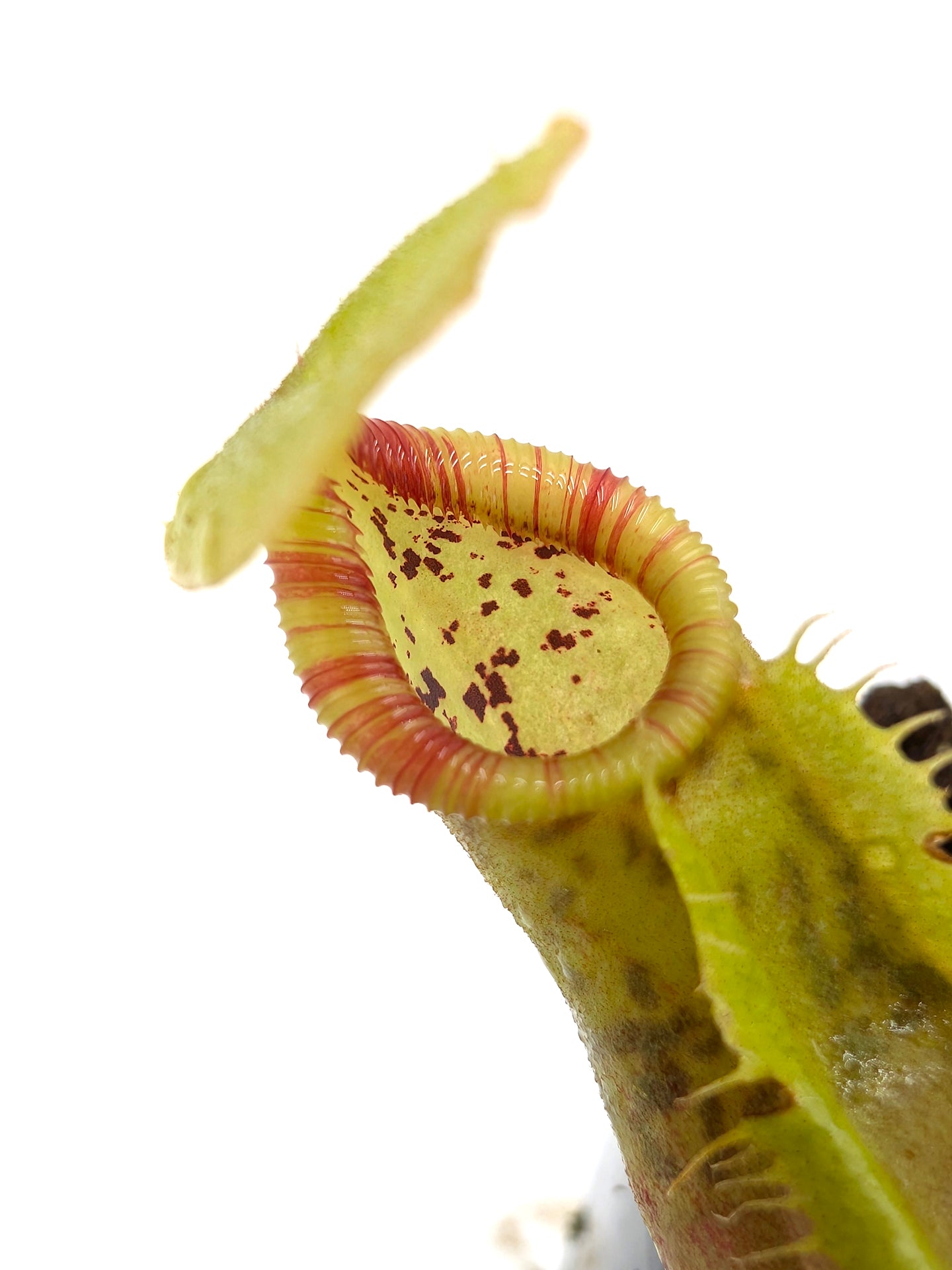 Nepenthes spathulata x ephipphiata BE-4642