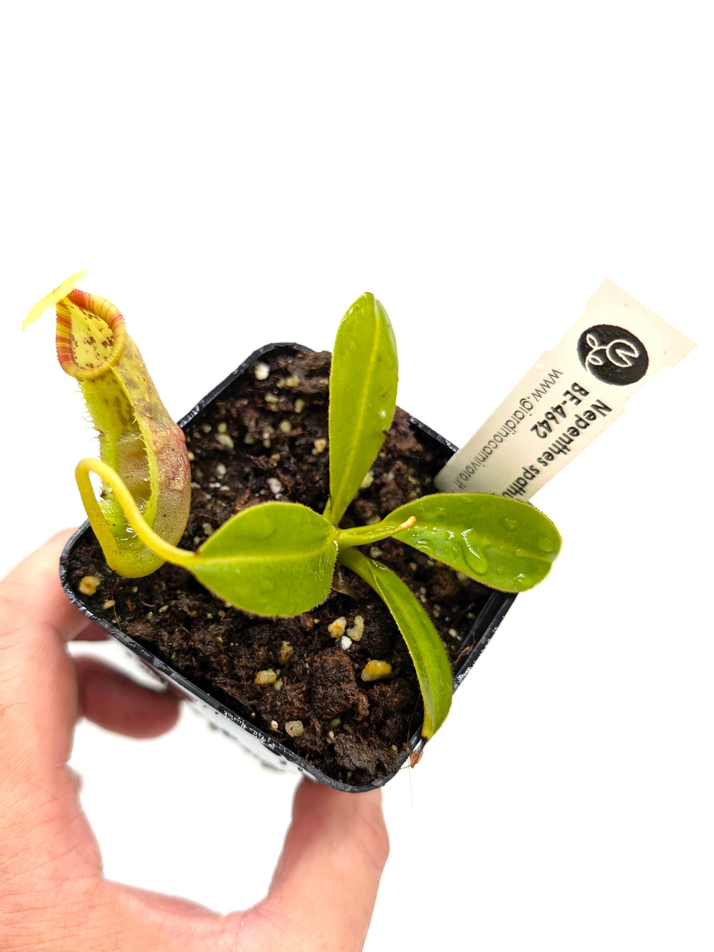 Nepenthes spathulata x ephipphiata BE-4642