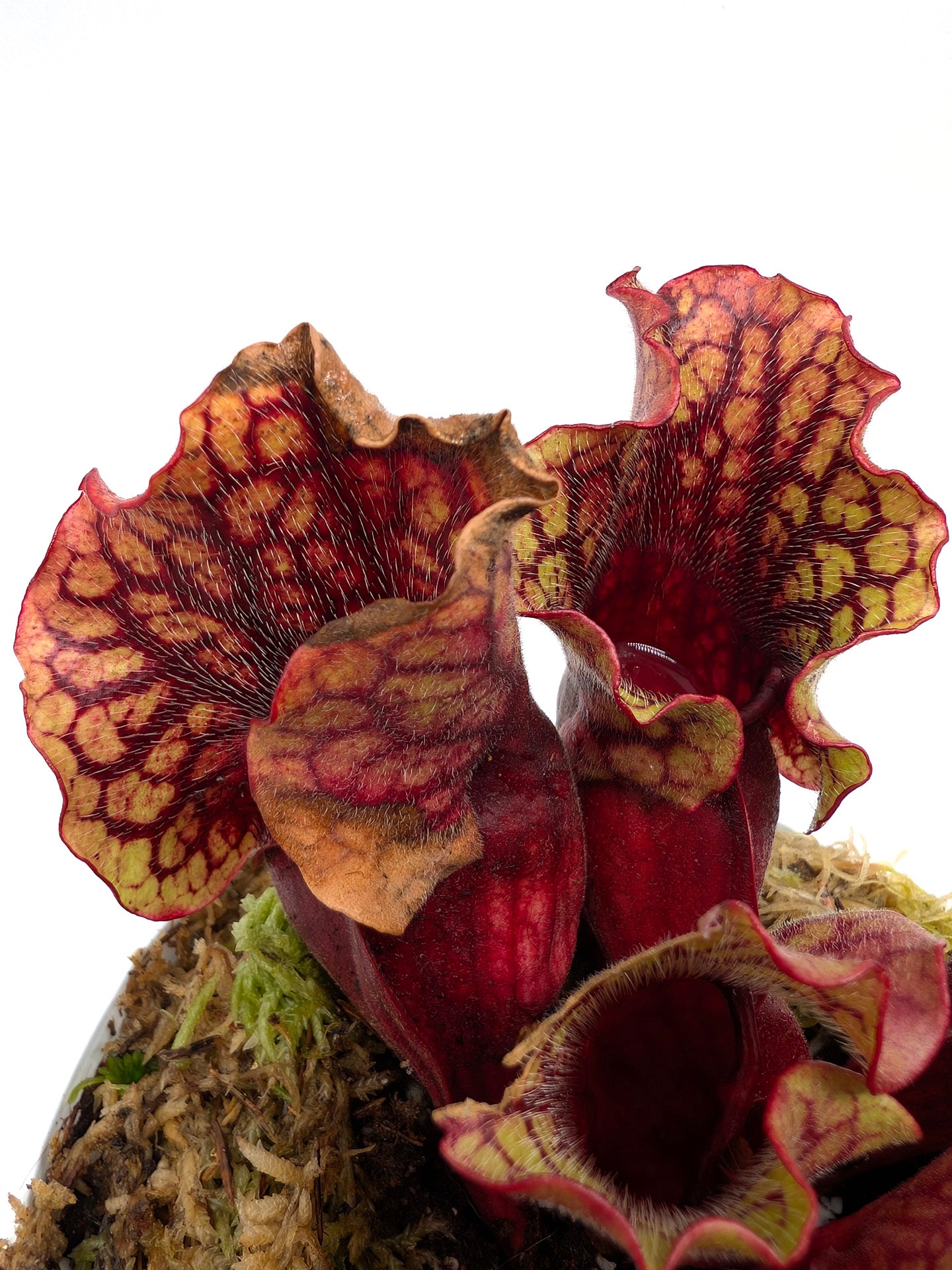 Sarracenia purpurea ssp. venosa 'Belly of Blood' x venosa Sheely Pond