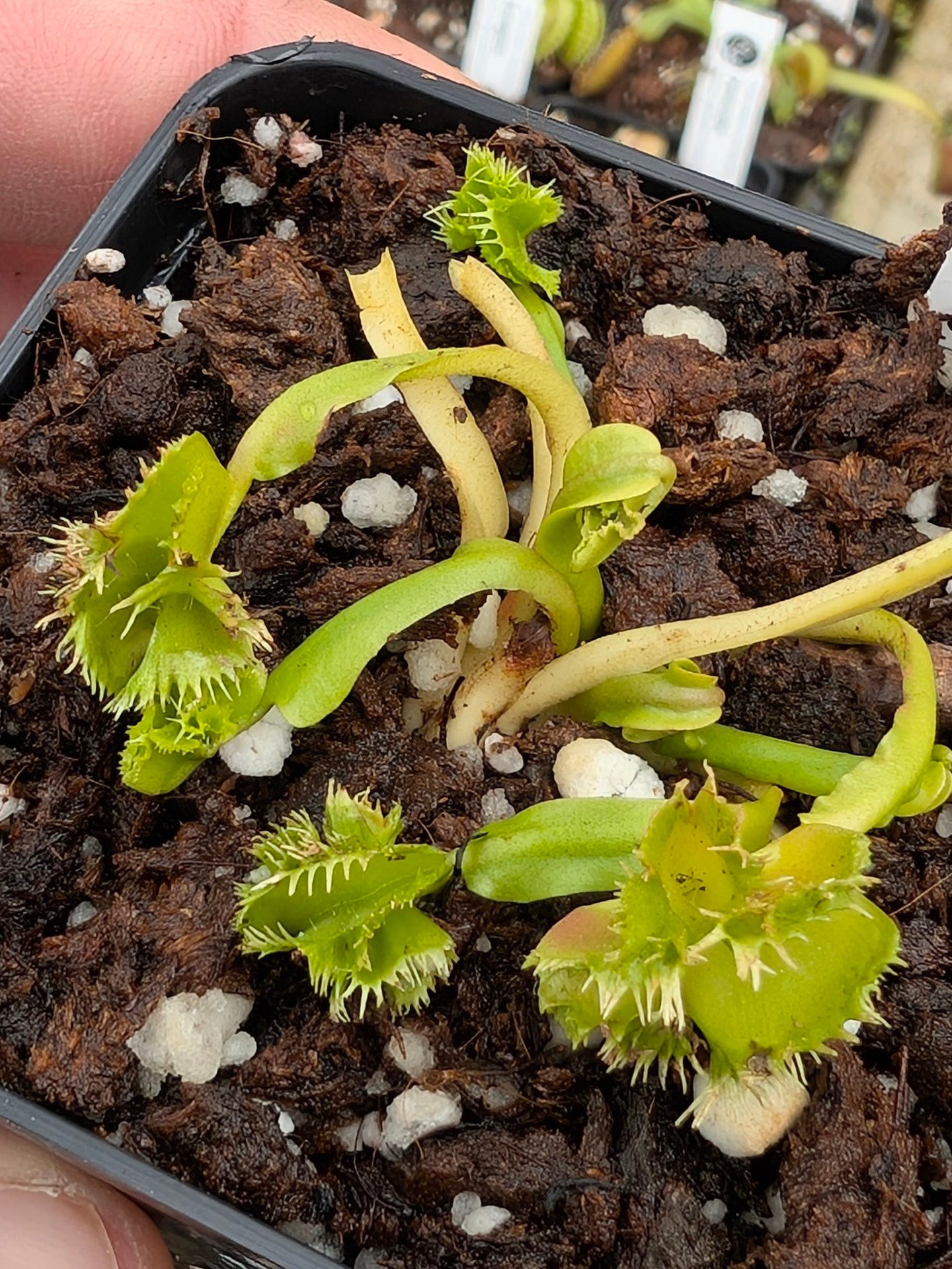Dionaea muscipula Biohazard 1