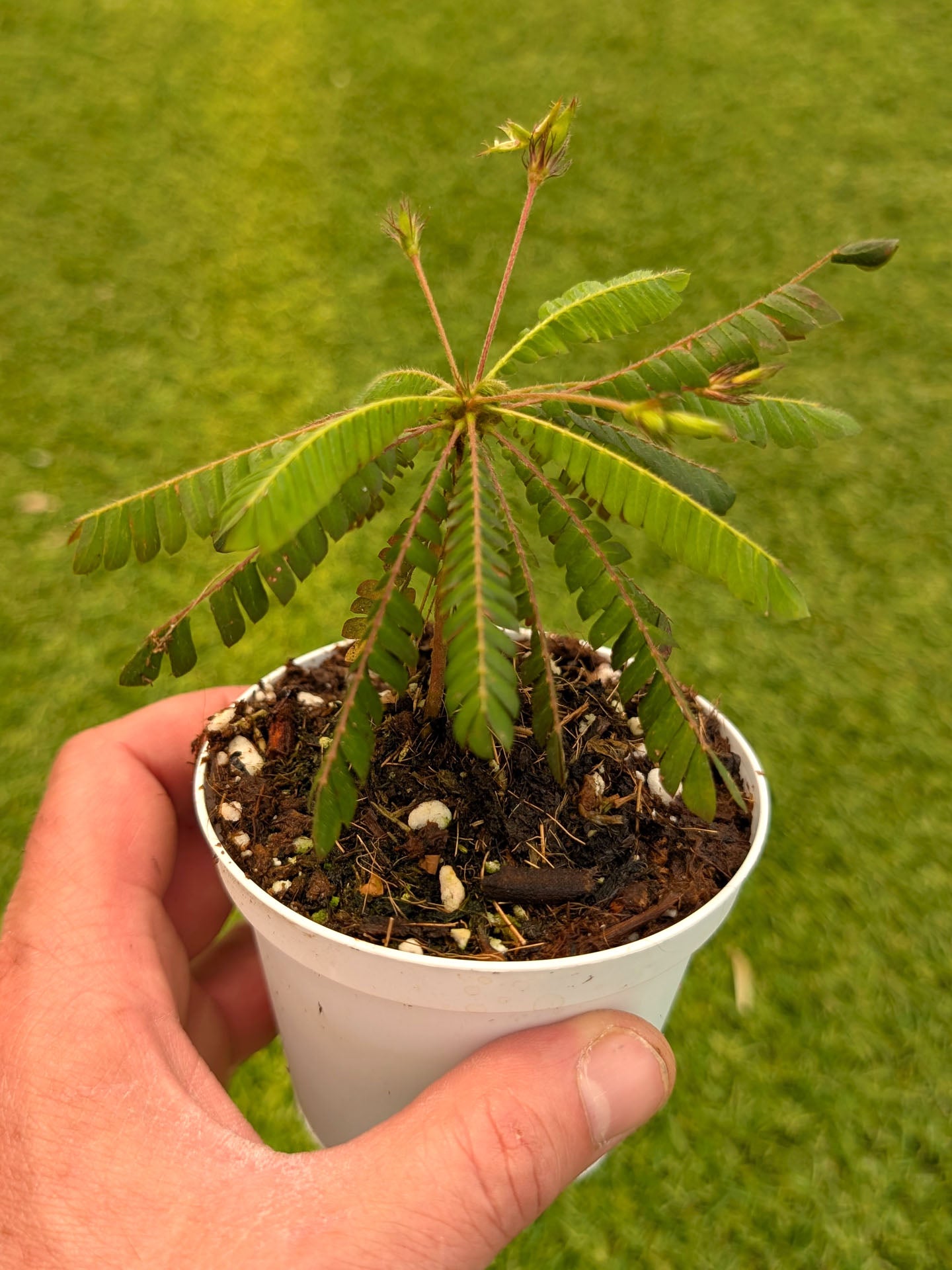 Biophytum sensitivum