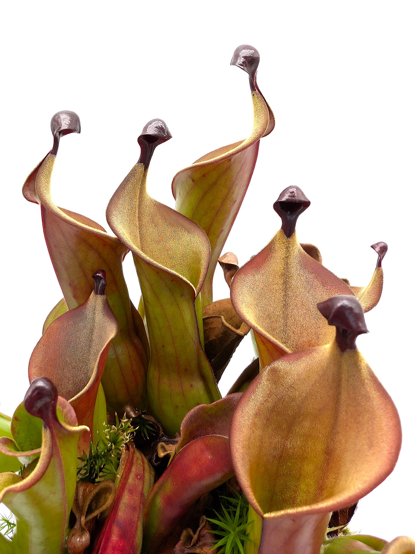 Heliamphora "Black Cherry"