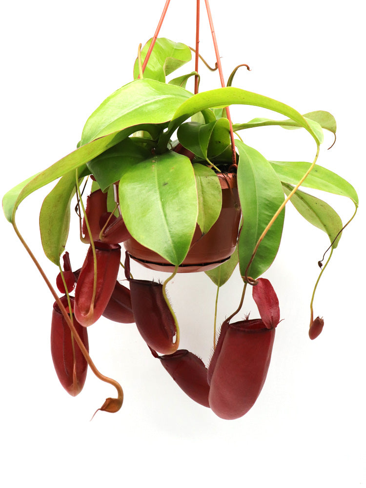 Nepenthes "Bloody mary"
