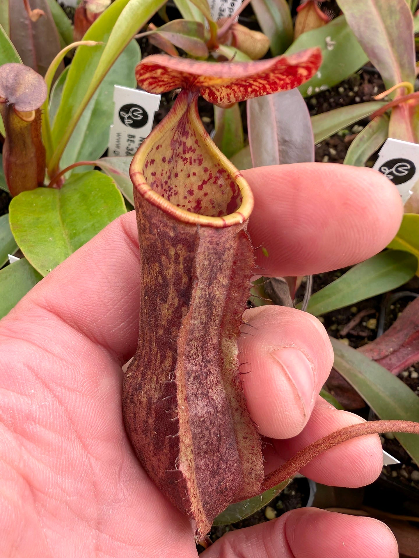 Nepenthes boschiana BE-3643
