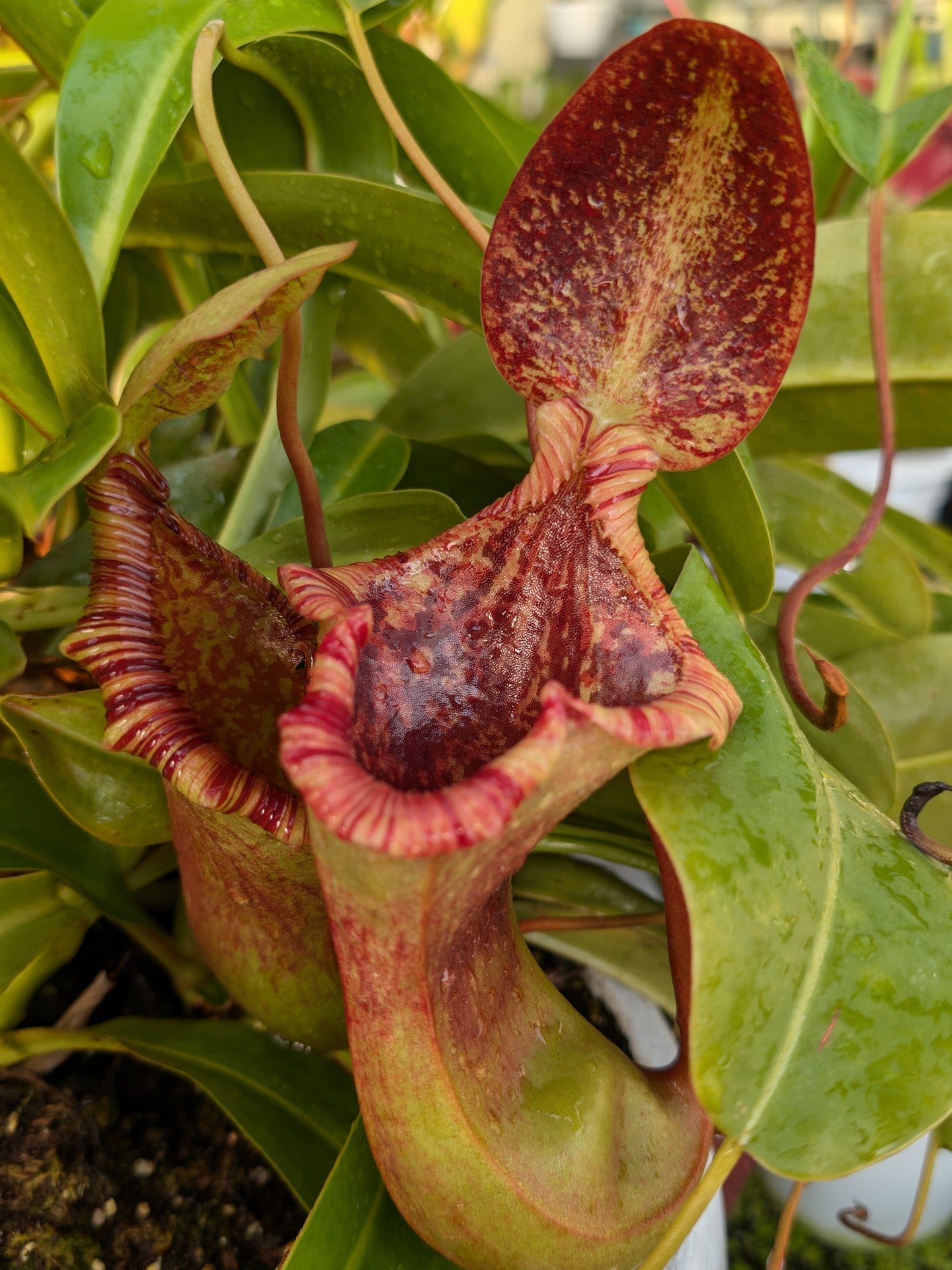 Nepenthes x "Briggsiana" Lowii x ventricosa