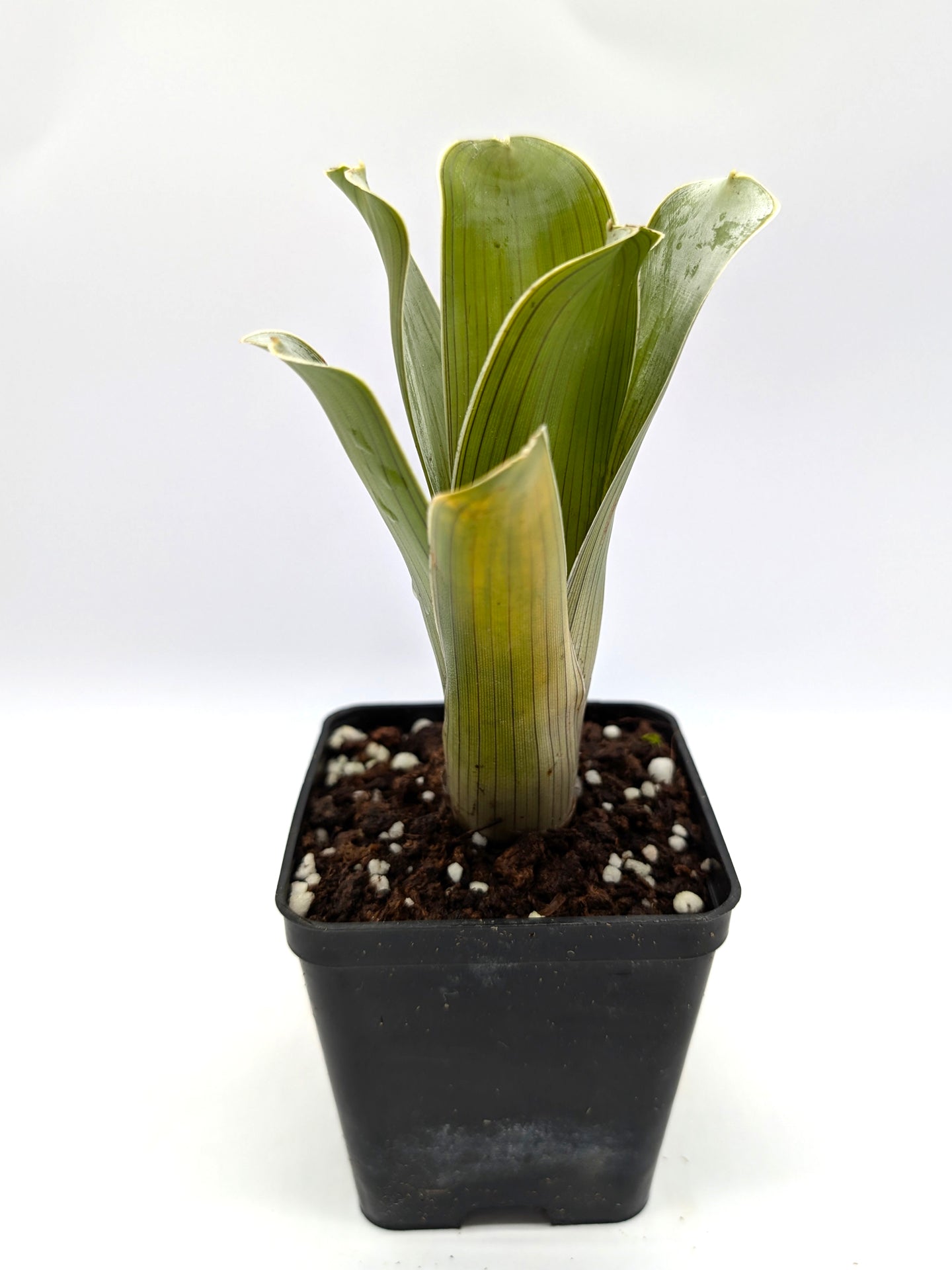 Brocchinia hechtioides „Kleine Zwergform“ Gran Sabana, Venezuela