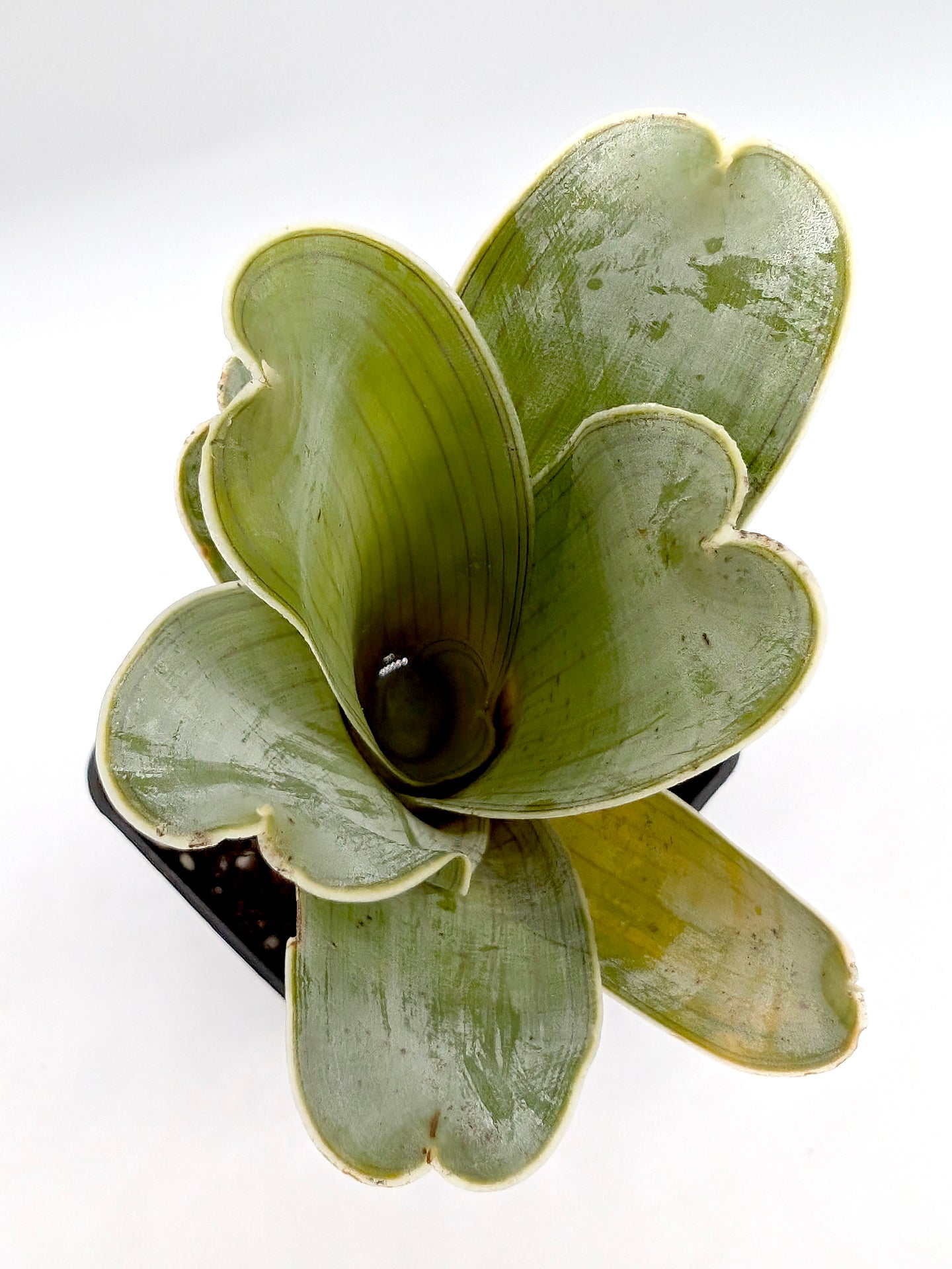 Brocchinia hechtioides „Kleine Zwergform“ Gran Sabana, Venezuela