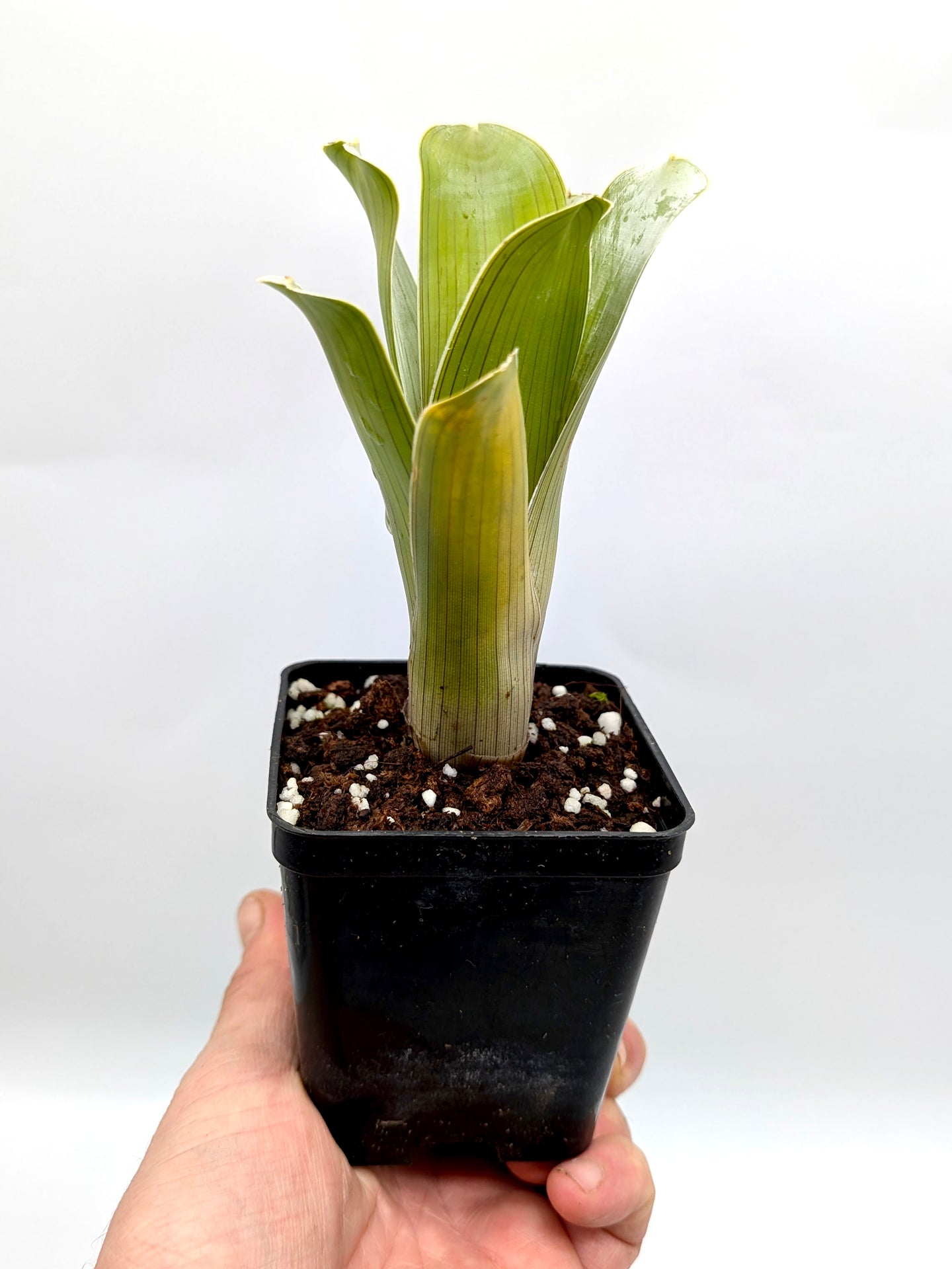 Brocchinia hechtioides „Kleine Zwergform“ Gran Sabana, Venezuela