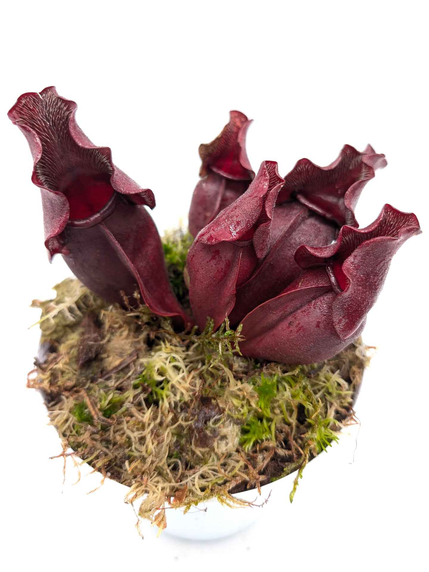 Sarracenia purpurea ssp. venosa "Buddha Belly" x "Red Wavy lids"