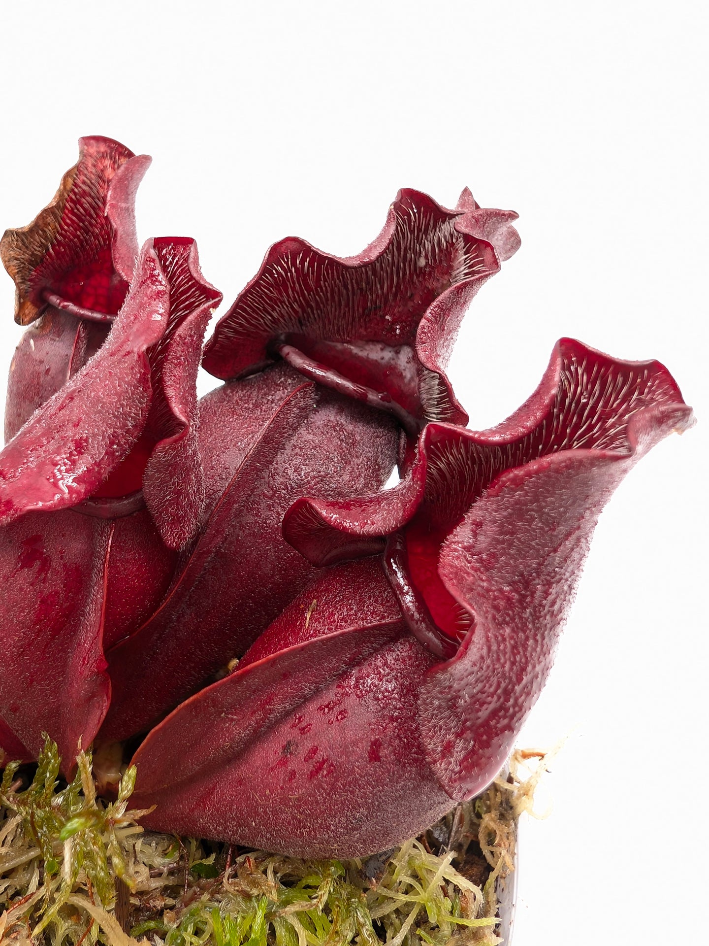 Sarracenia purpurea ssp. venosa "Buddha Belly" x "Red Wavy lids"