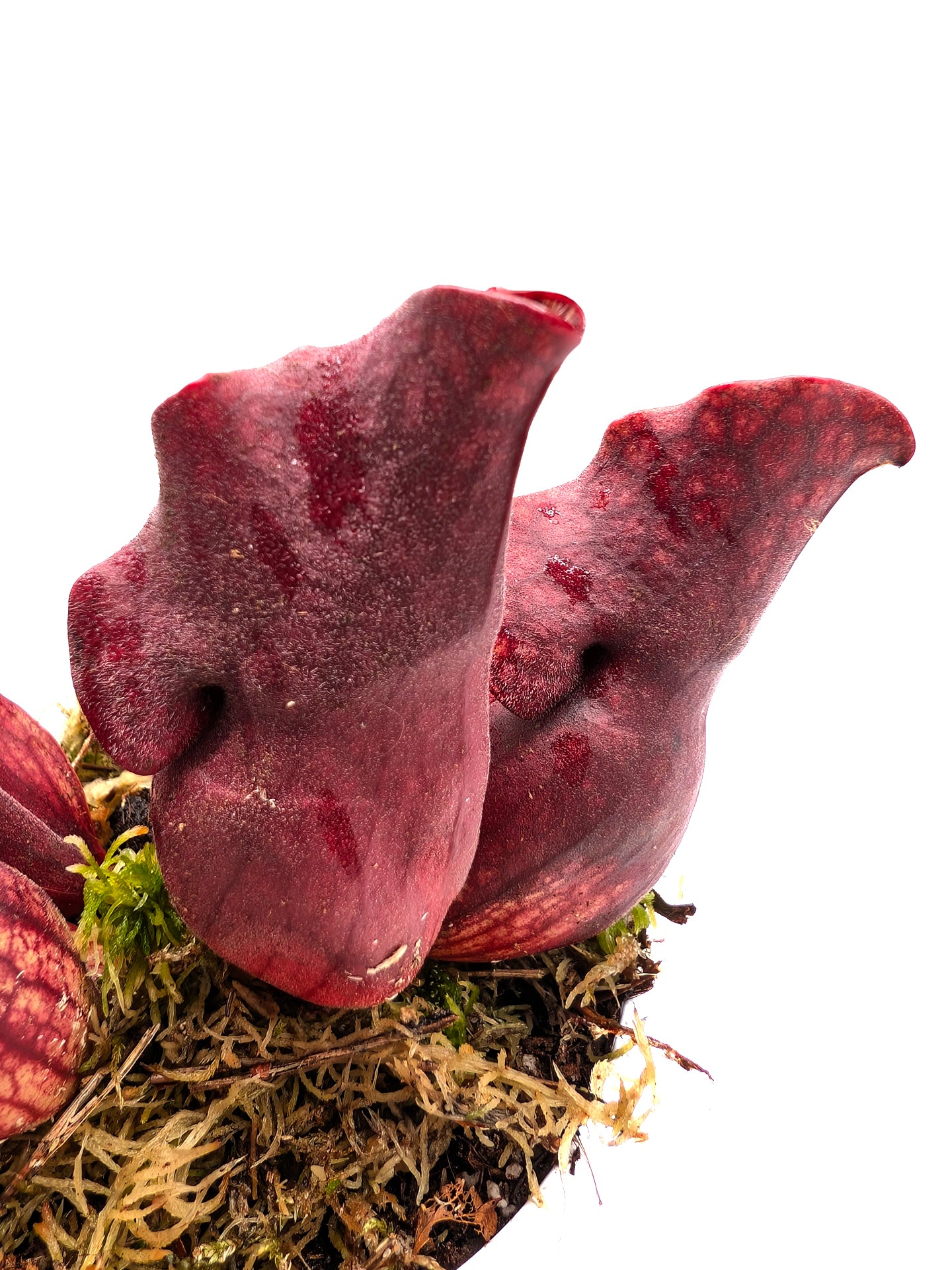 Sarracenia purpurea ssp. venosa "Buddha Belly" x "Red Wavy lids"