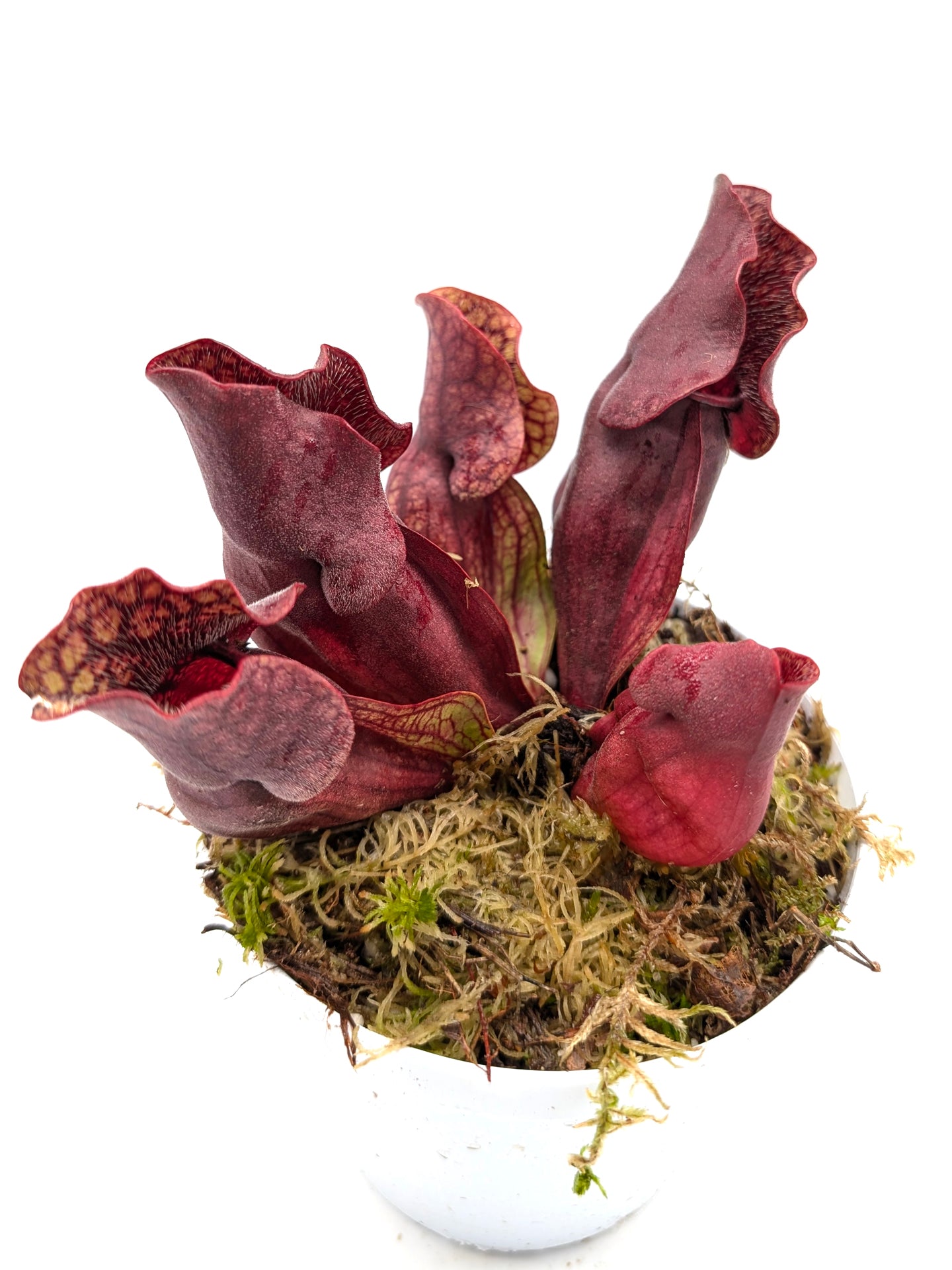 Sarracenia purpurea ssp. venosa "Buddha Belly" x "Red Wavy lids"