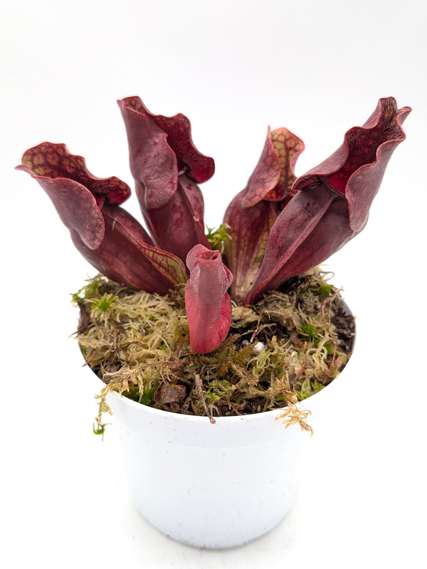 Sarracenia purpurea ssp. venosa "Buddha Belly" x "Red Wavy lids"
