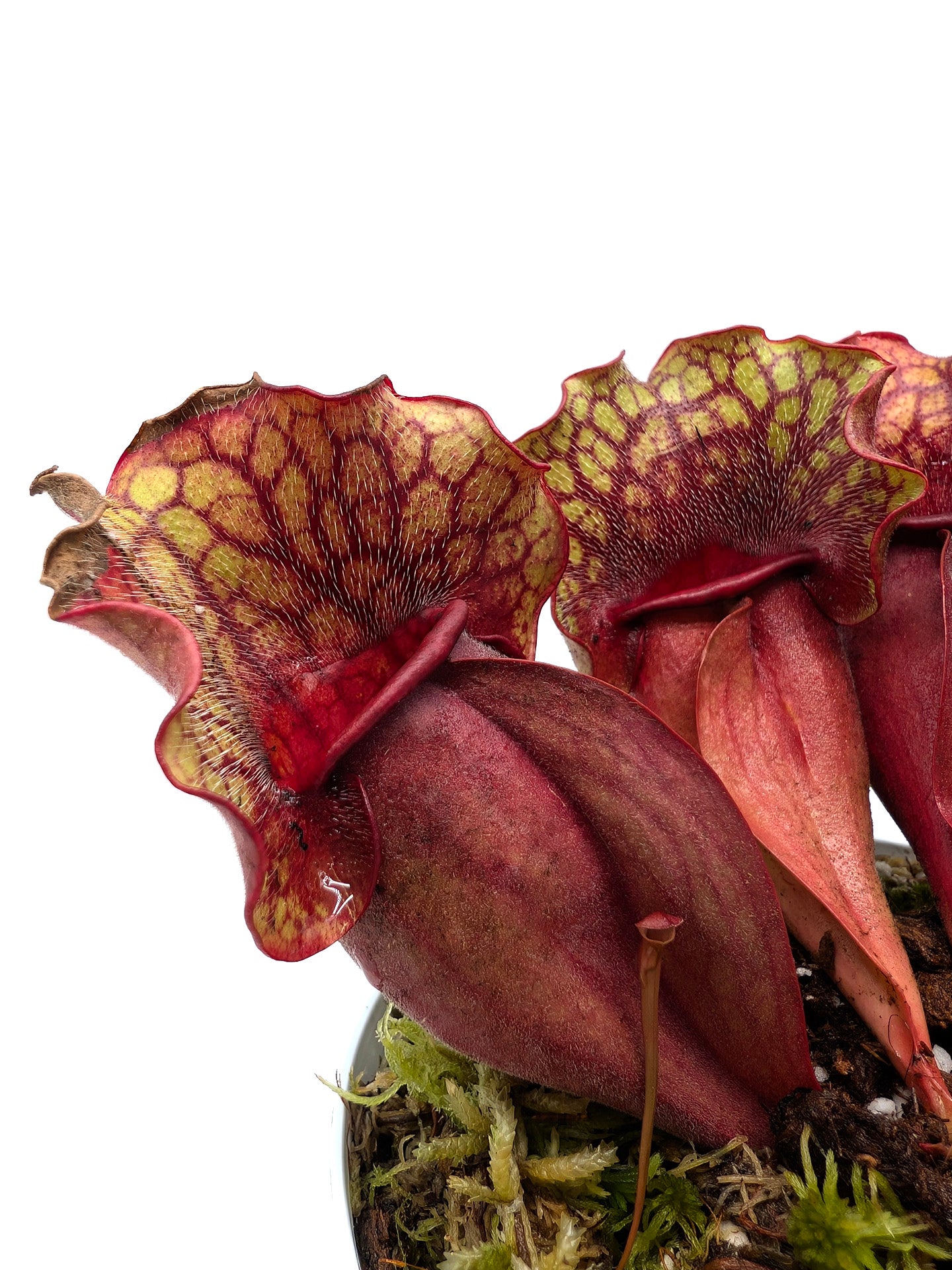 Sarracenia purpurea ssp. venosa "Buddha Belly" x veinless "Very Large Plant"
