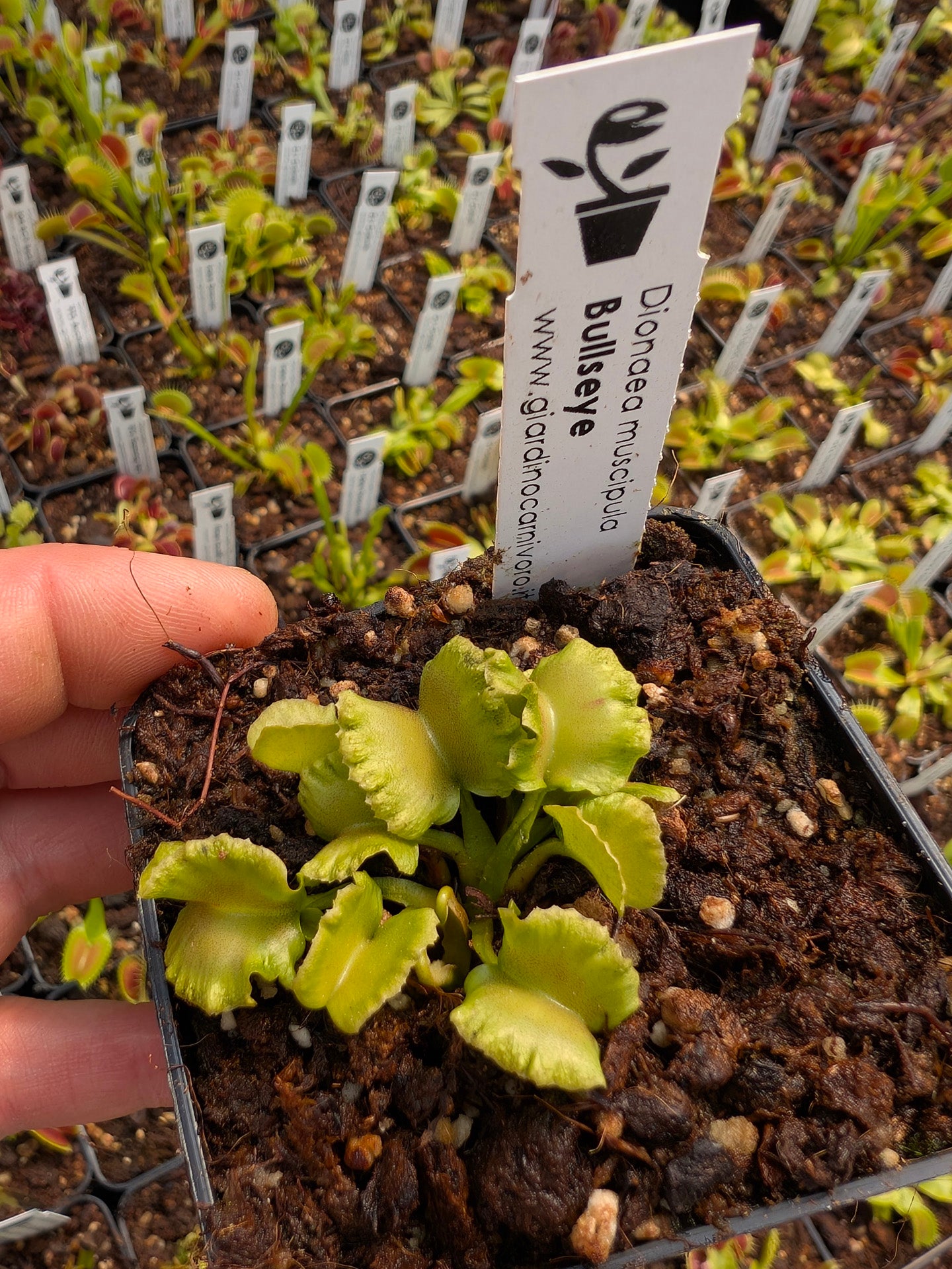 Dionaea muscipula Bullseye