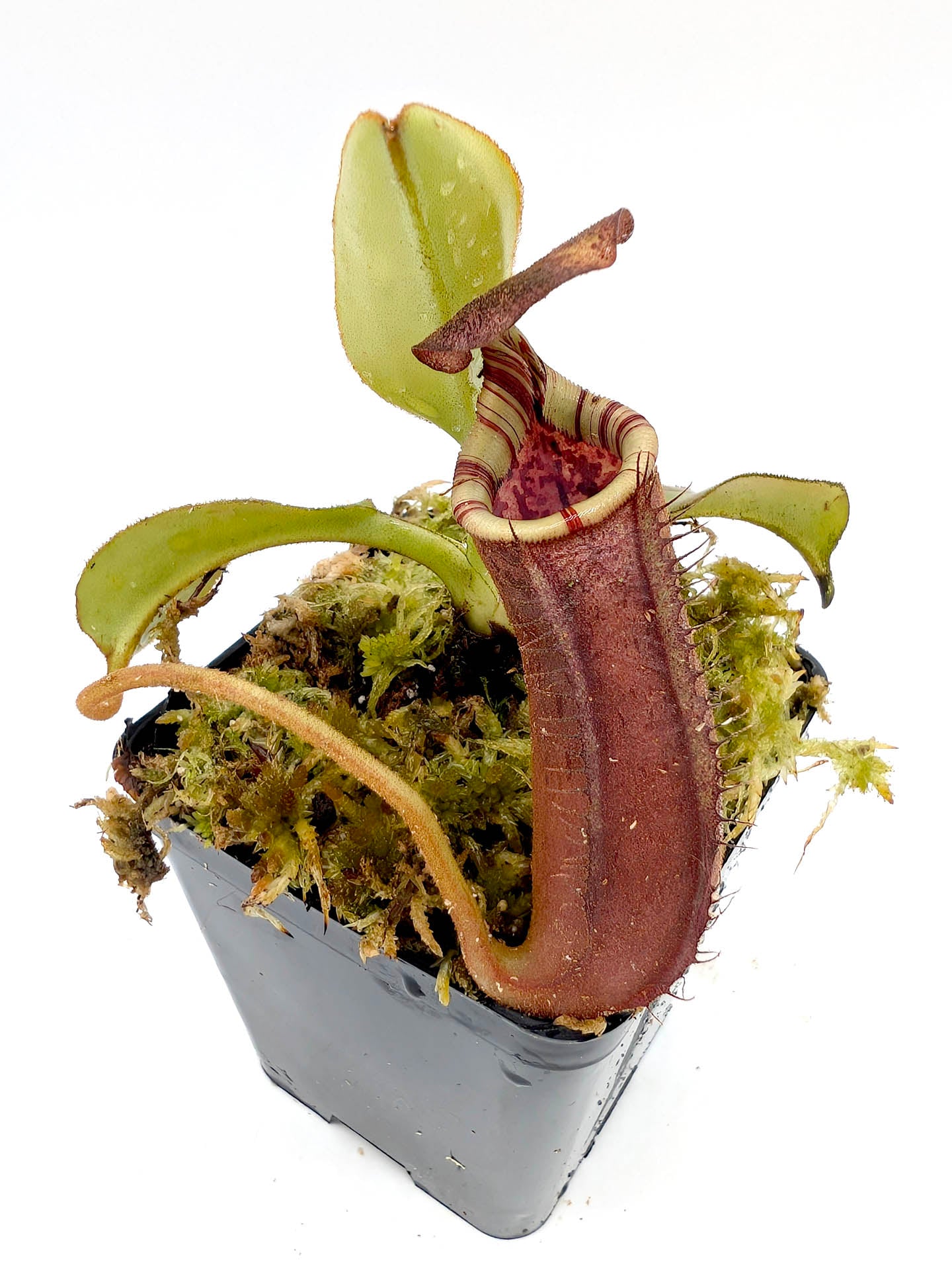 Nepenthes burbidgeae x lowii
