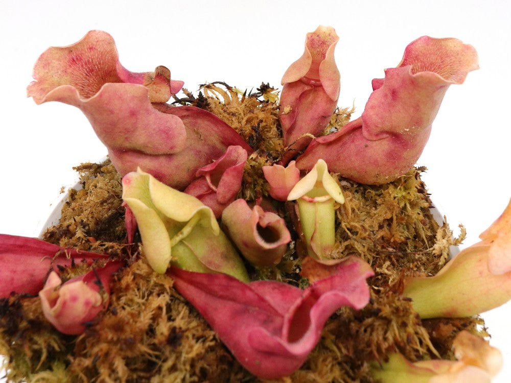 Sarracenia rosea "Completely veinless"