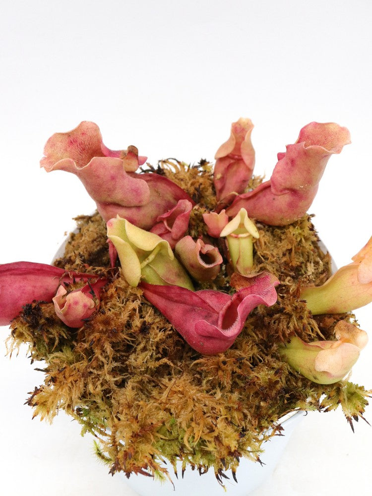 Sarracenia rosea "Completely veinless"