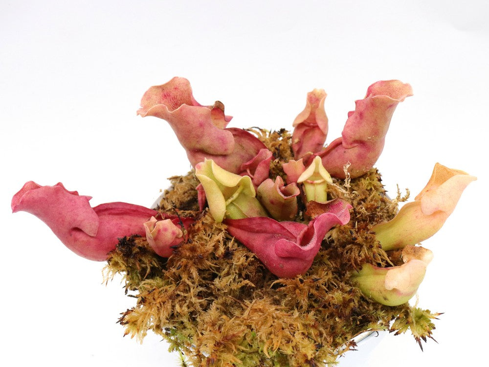 Sarracenia rosea "Completely veinless"