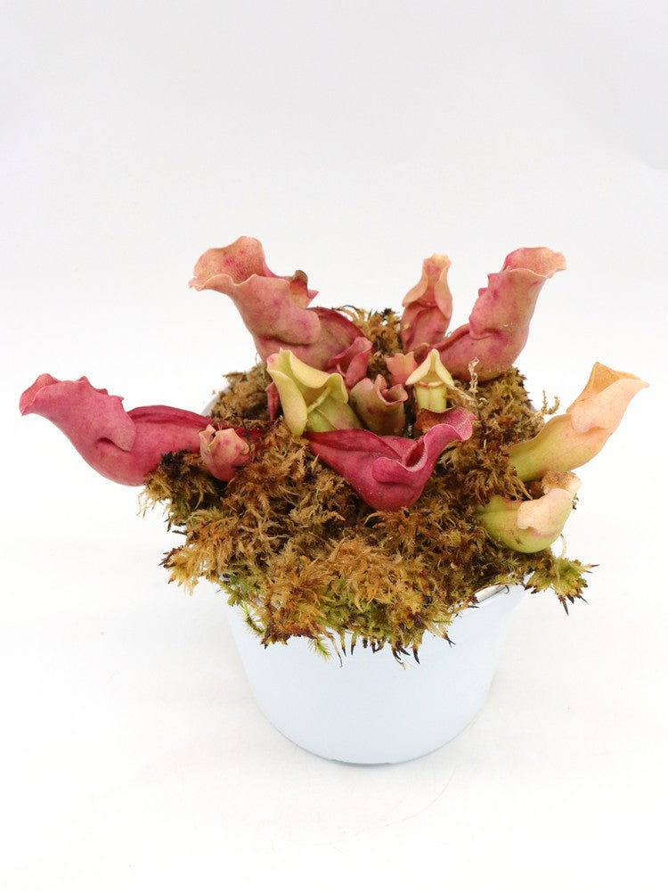 Sarracenia rosea "Completely veinless"