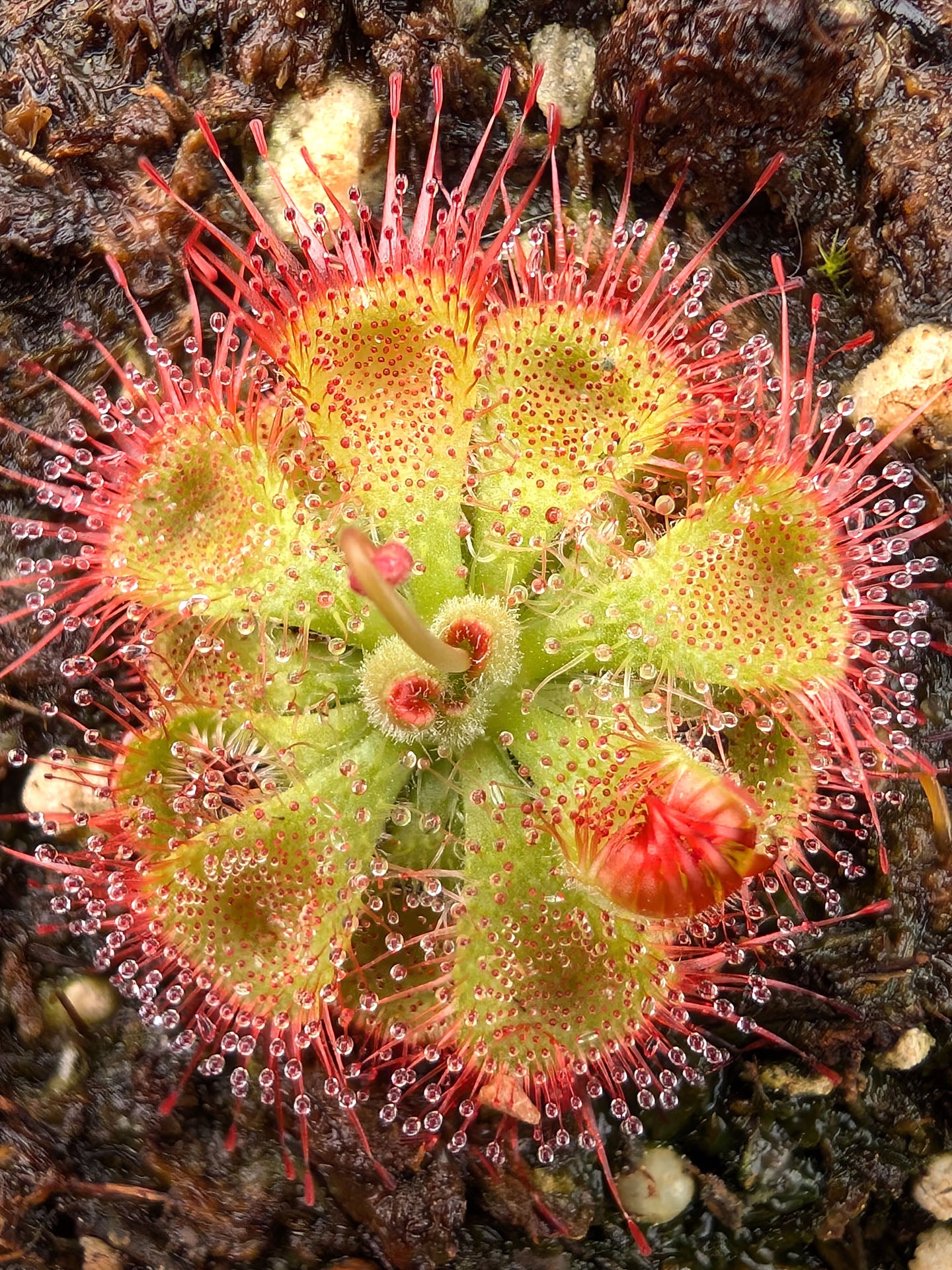 Drosera burmannii "red"