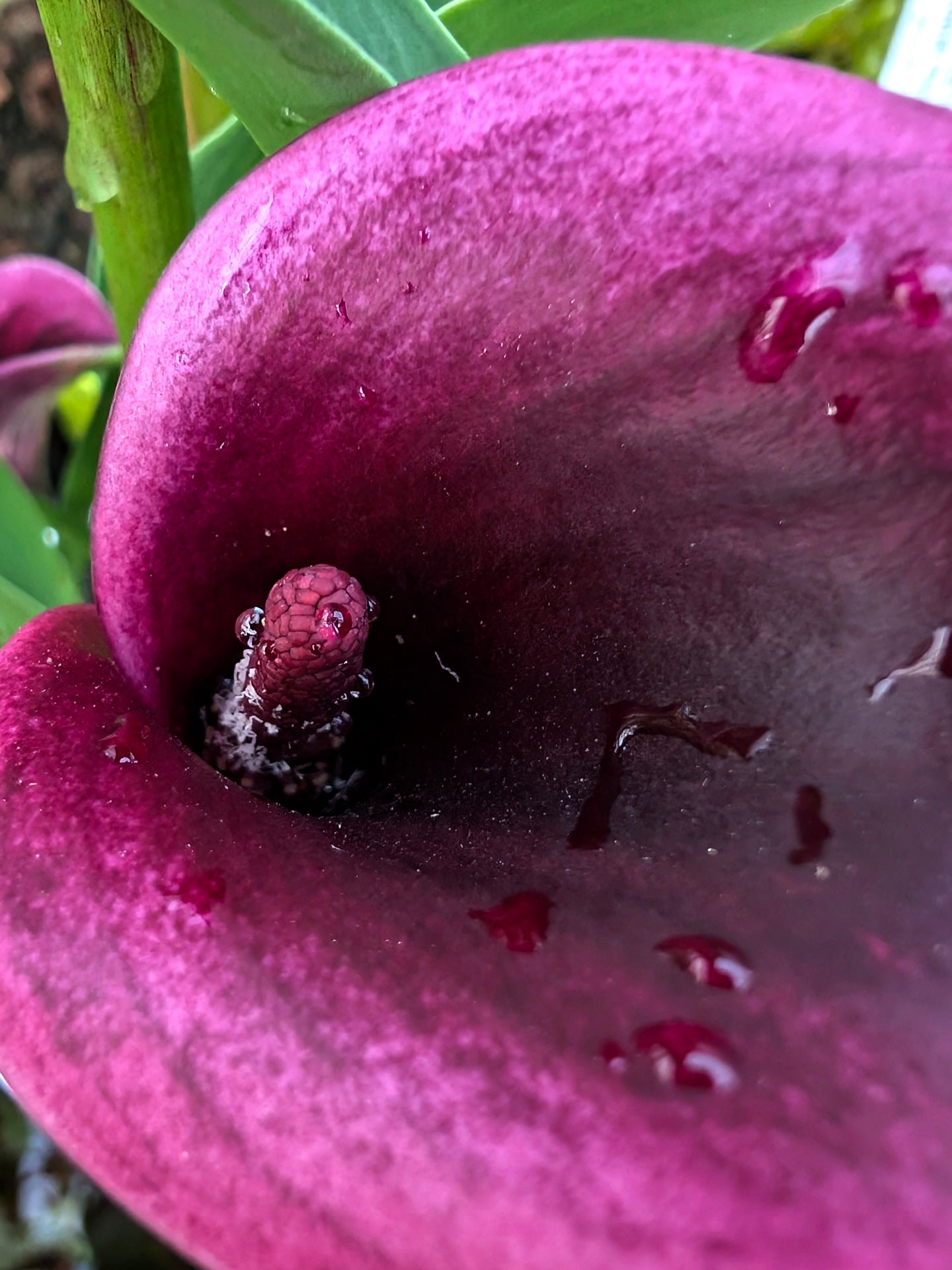 Calla 'Cantor'